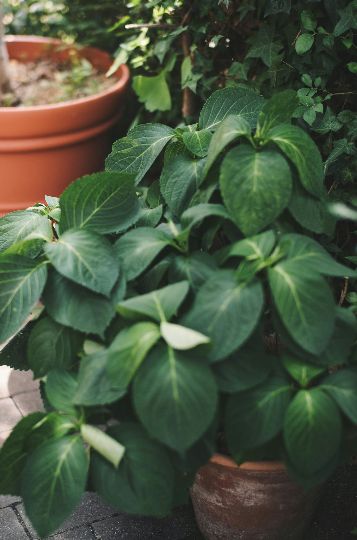 花盆裡茂盛的植物葉片花園角落