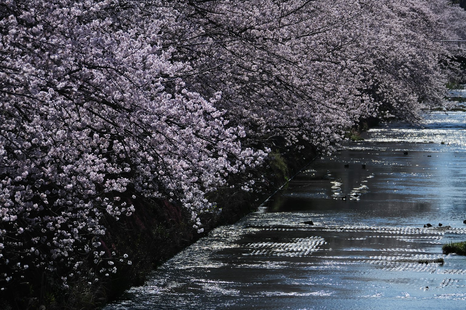 Pohon sakura di tepi sungai dengan air tenang