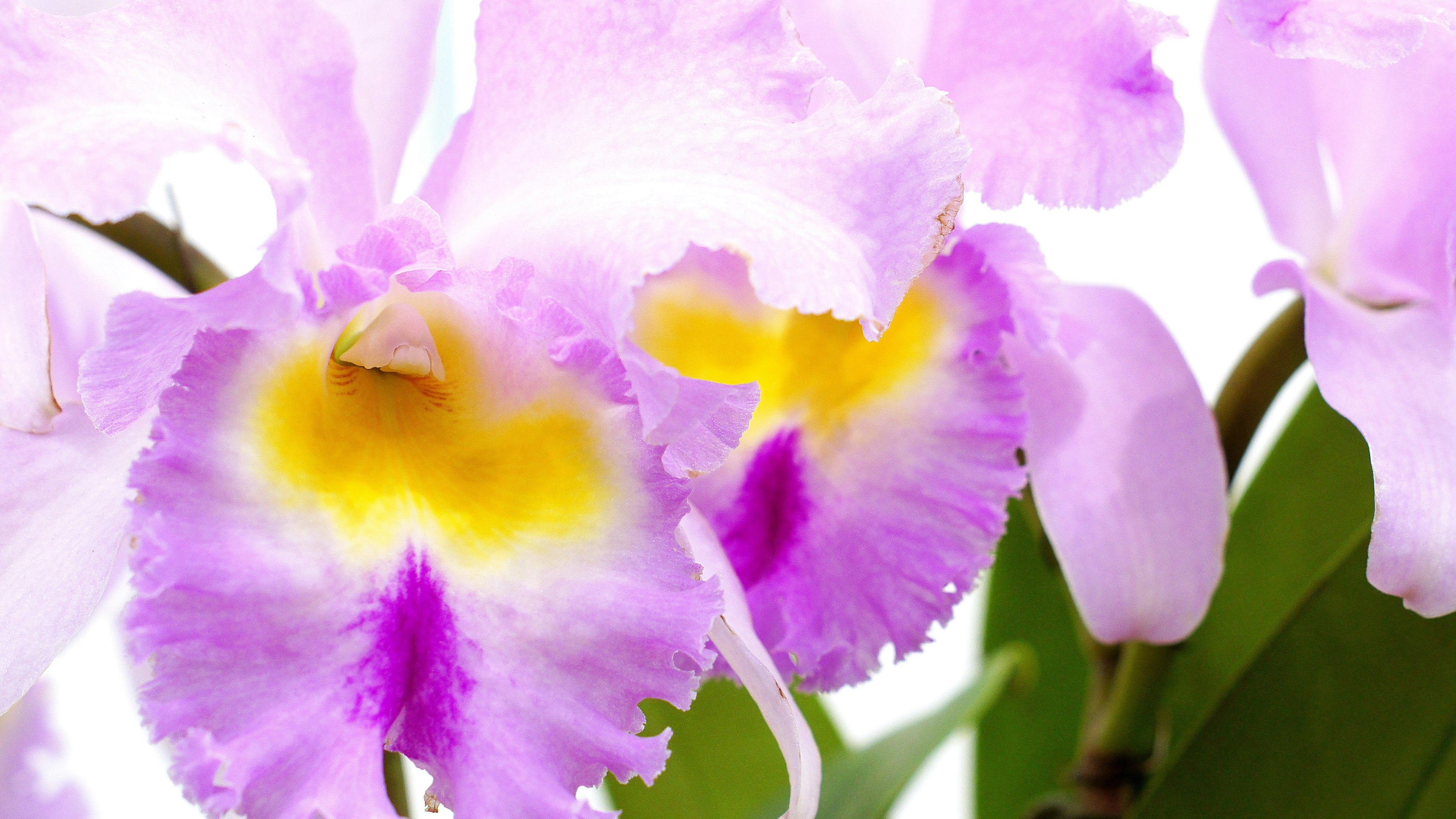 紫と黄色の蘭の花のクローズアップ