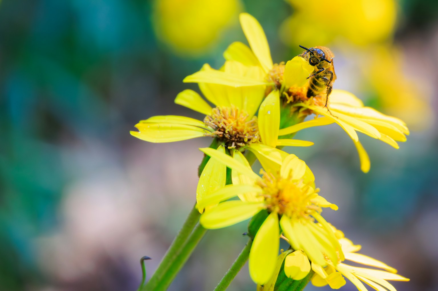 Nahaufnahme von lebhaften gelben Blumen mit einer Biene, die die natürliche Schönheit zeigt