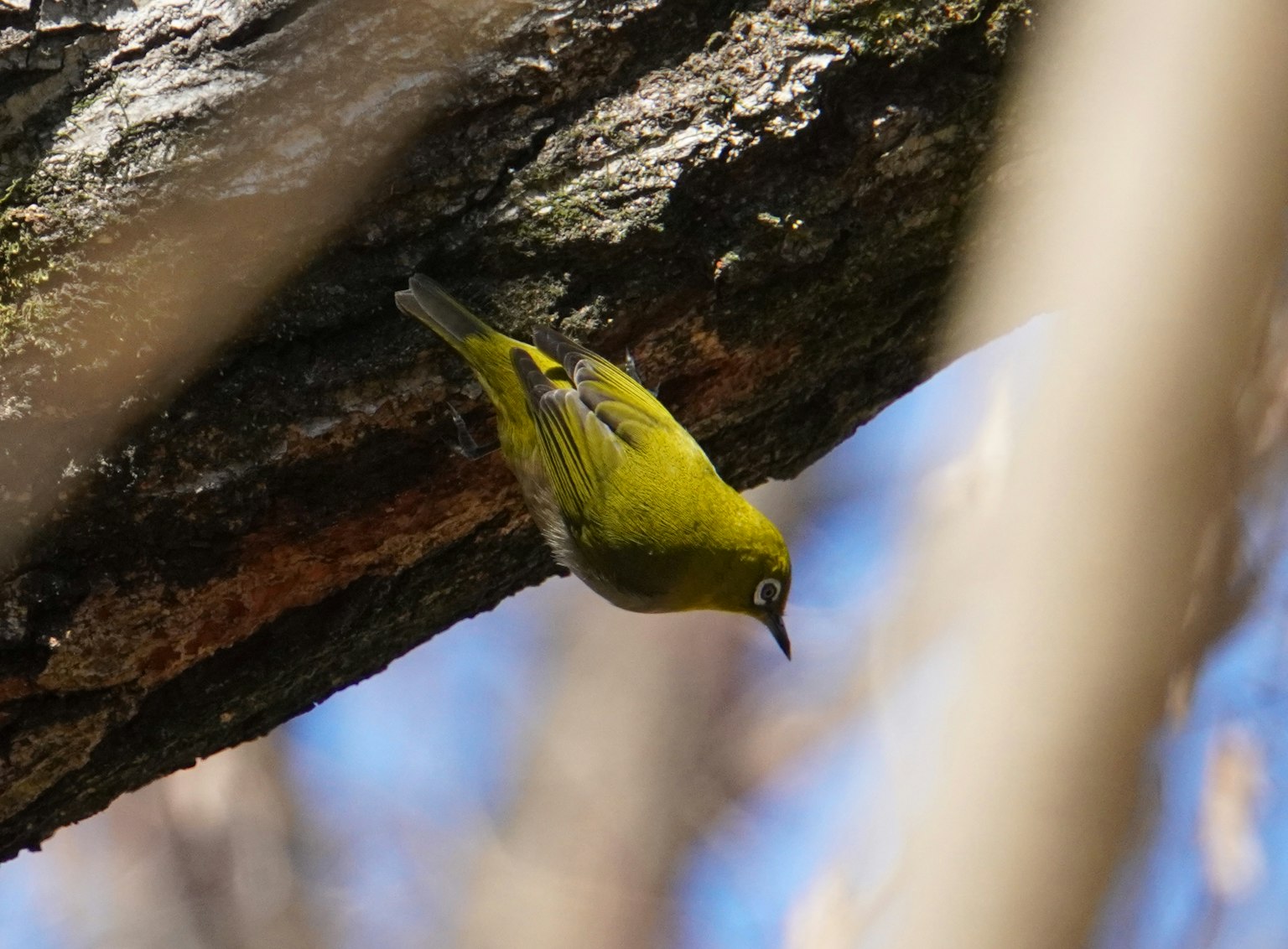 Un piccolo uccello giallo appeso sottosopra a un ramo
