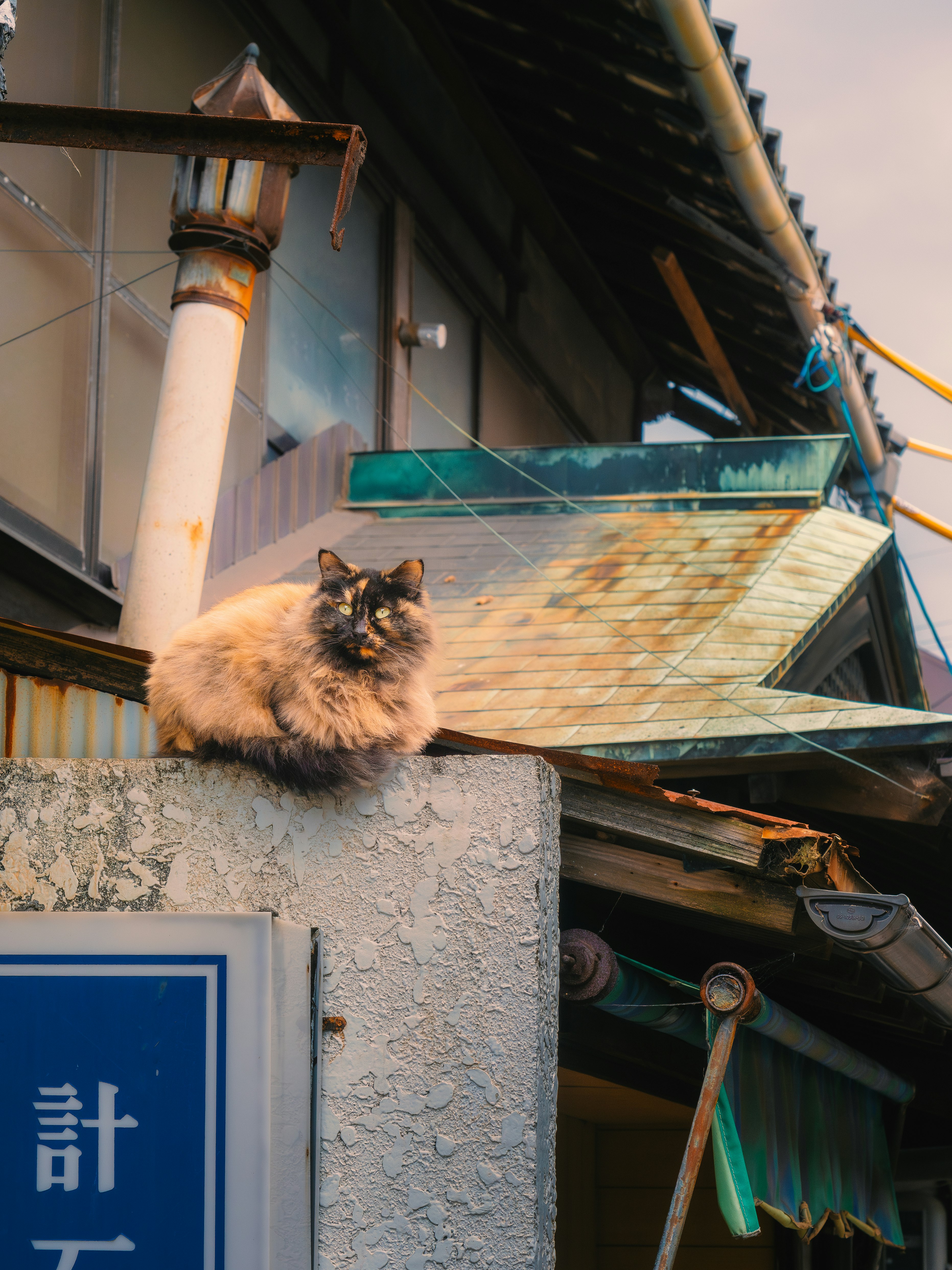 Katze, die auf einer Sims in einer Gasse ruht