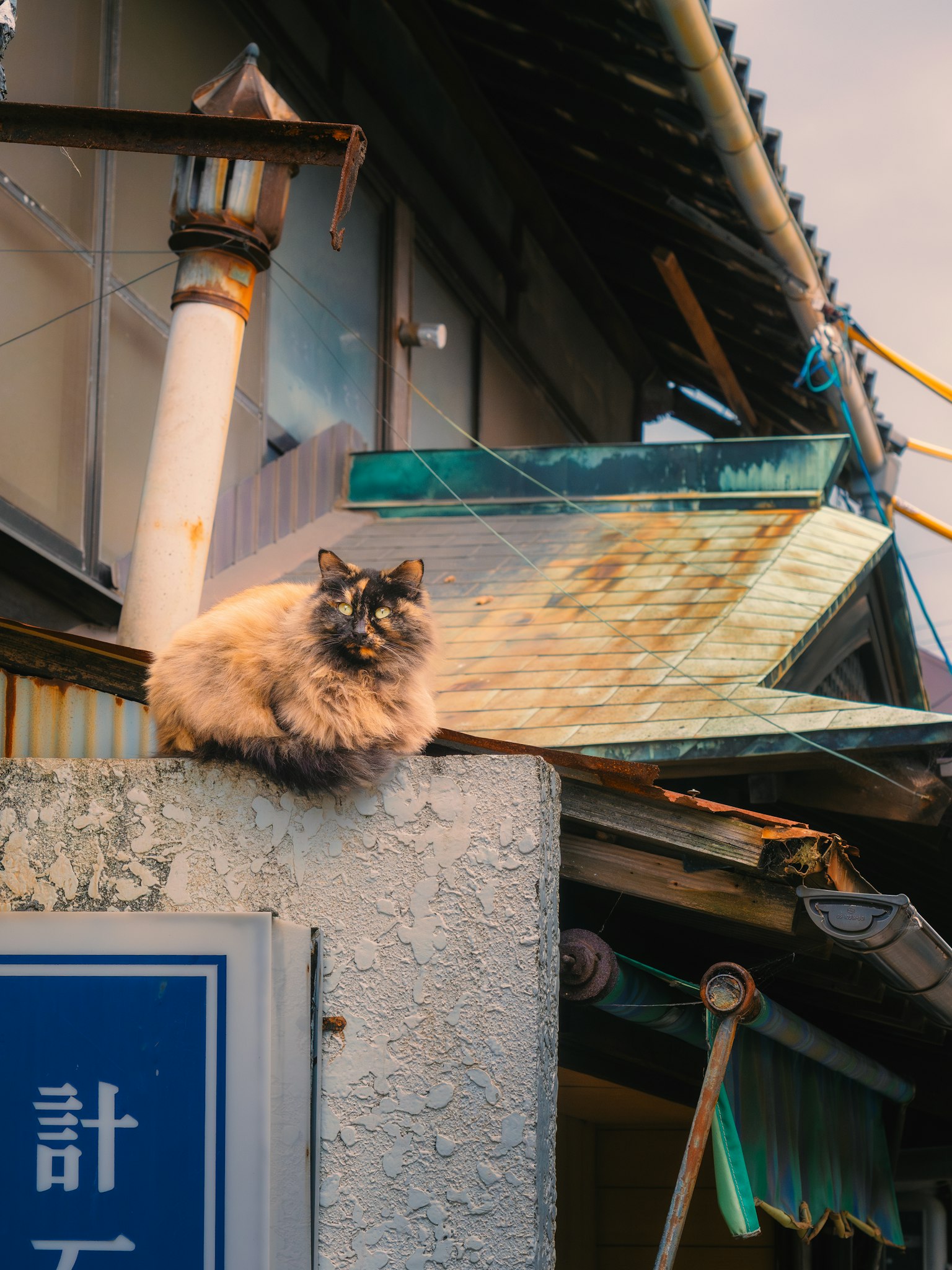 Gato esponjoso sentado en un techo con un viejo edificio al fondo