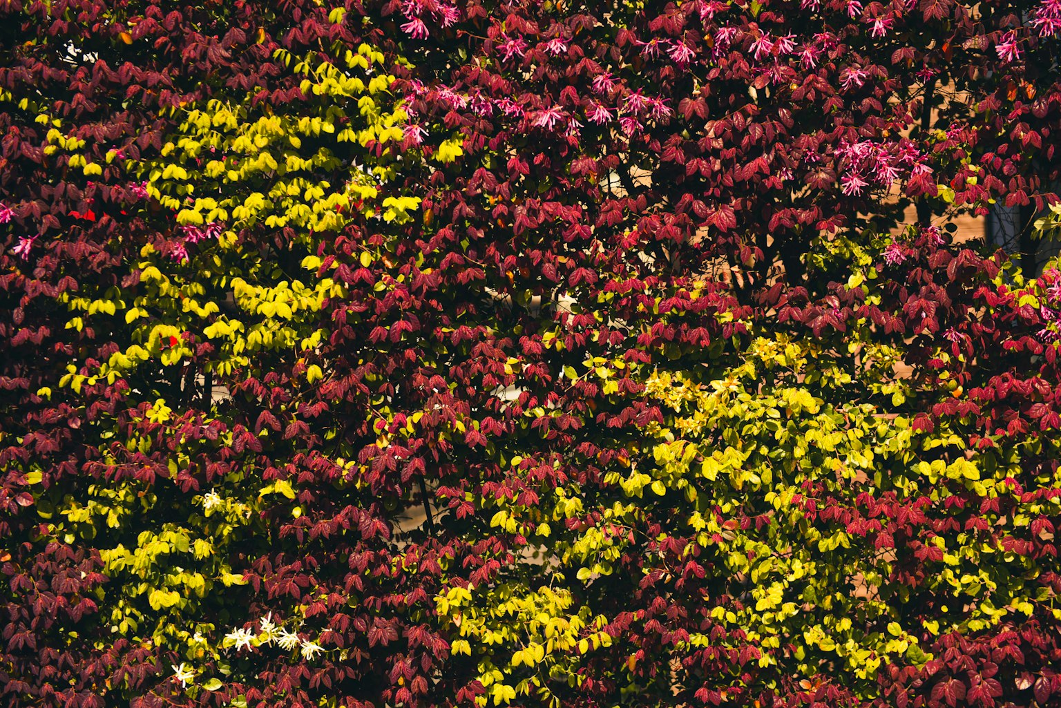 Un mur vibrant recouvert de fleurs colorées