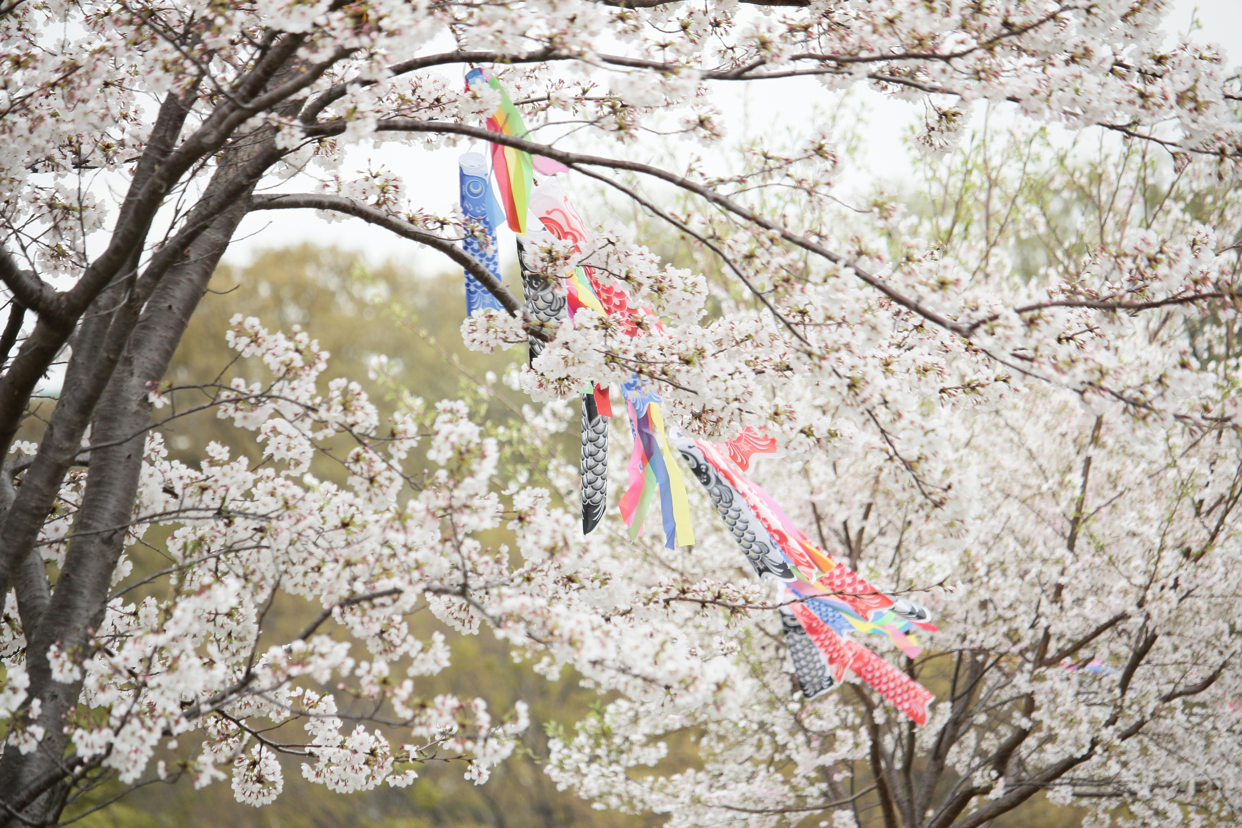 満開の桜の木に泳ぐ小さな鯉のぼりたち
