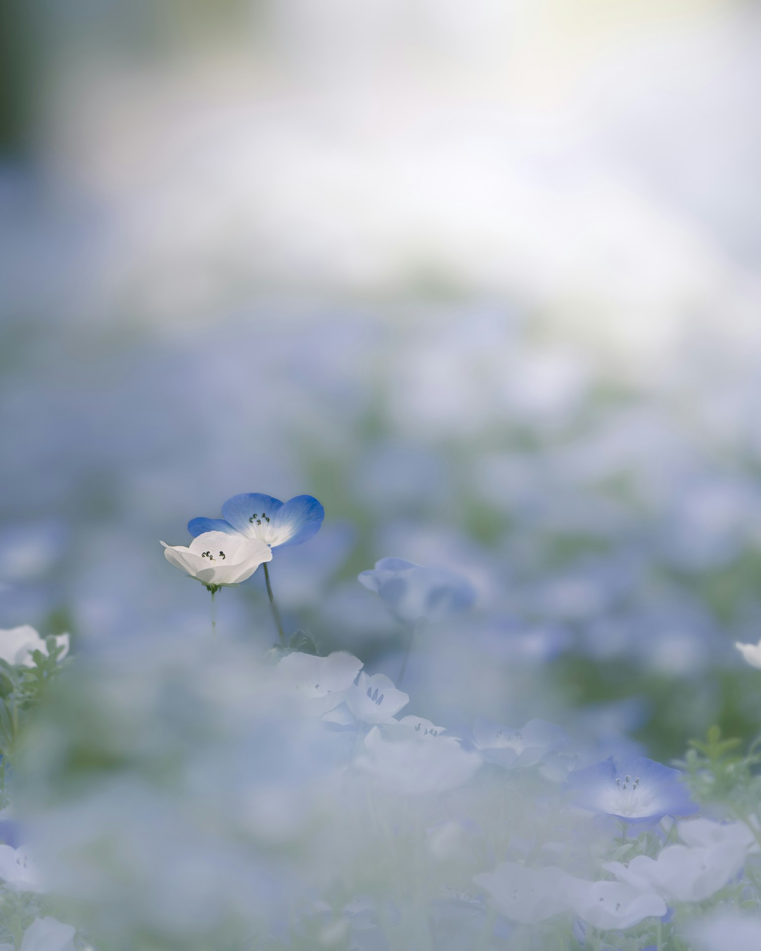 柔焦蓝花图像，盛开的单朵白花