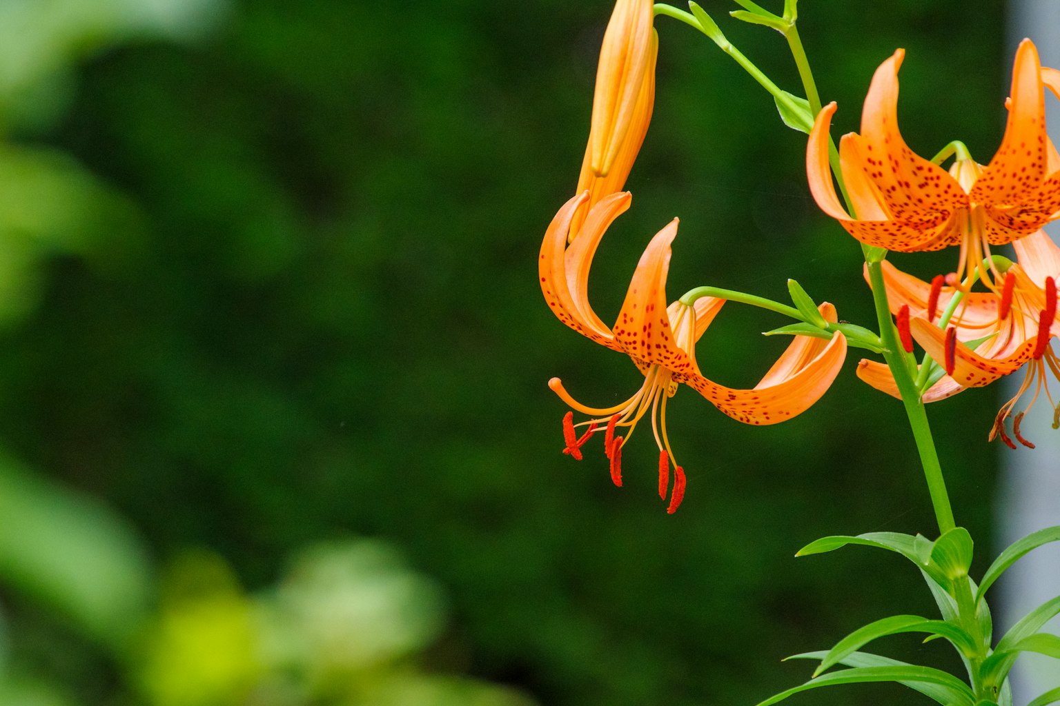 Orange lily flowers against a green background