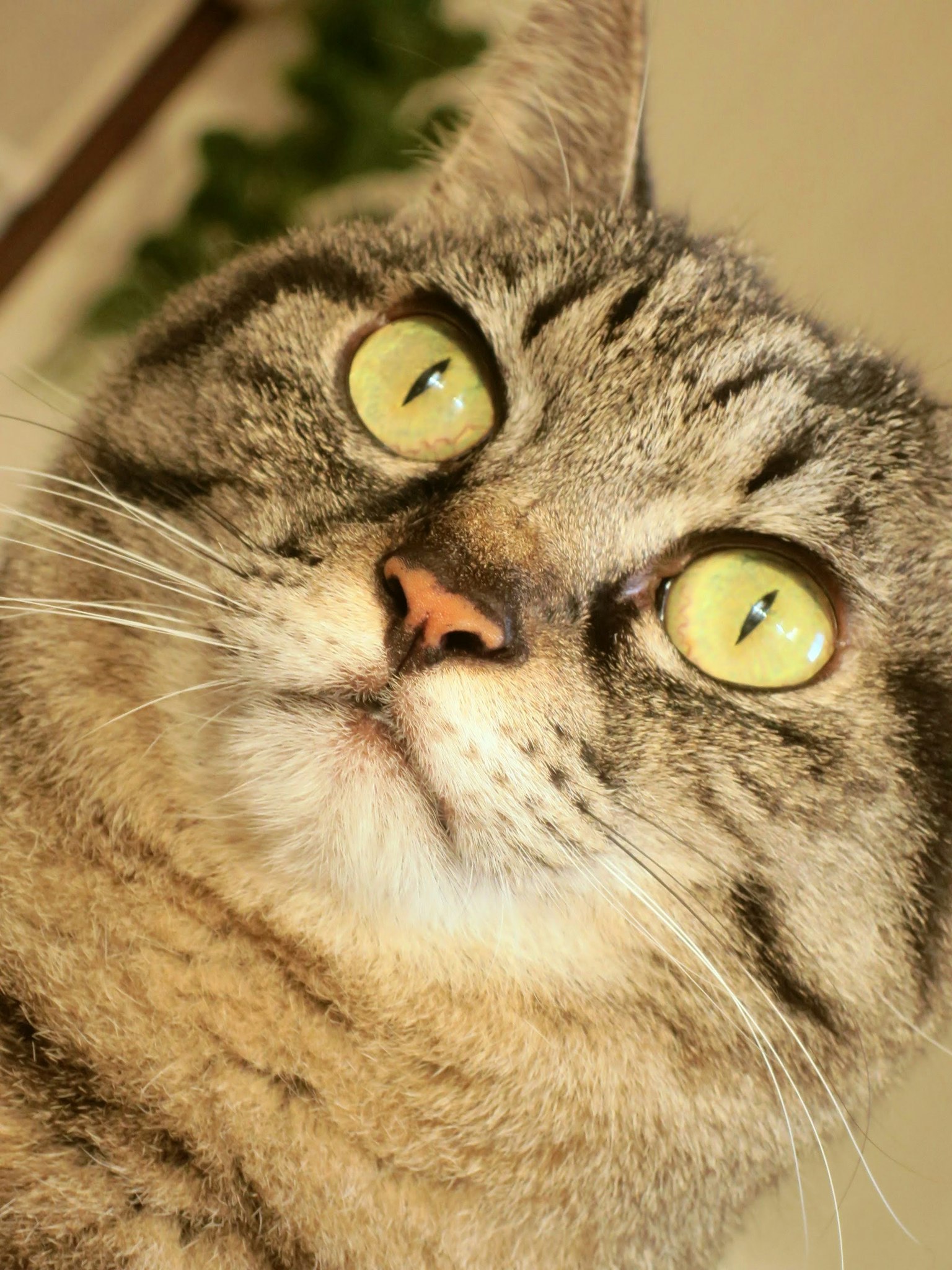 Primo piano del volto di un gatto con occhi gialli brillanti e pelo soffice