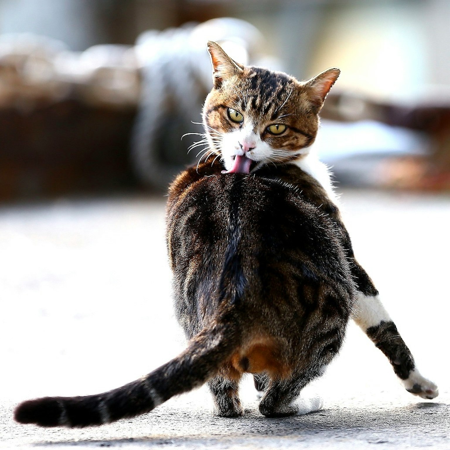Un chat en train de se toiletter avec une expression espiègle