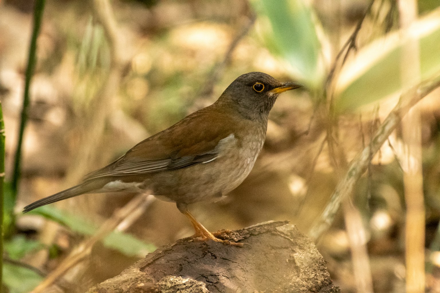 Un petit oiseau perché sur une bûche avec un feuillage vert flou en arrière-plan