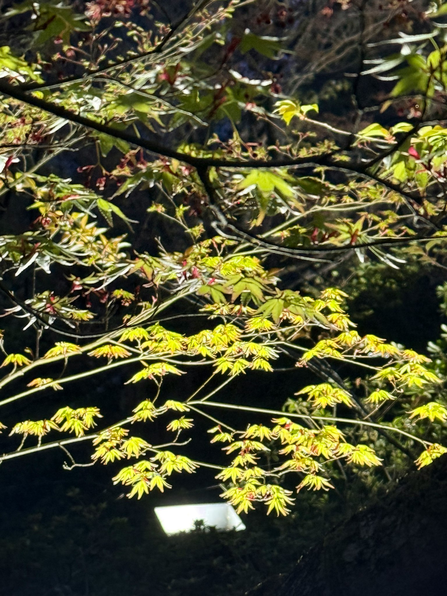 明亮的綠色葉子在黑暗背景上的樹枝