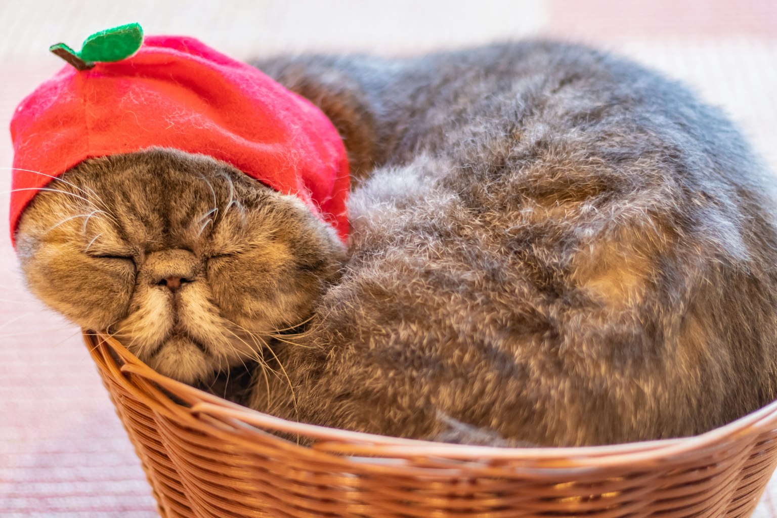 Un chat portant un chapeau rouge dormant dans un panier