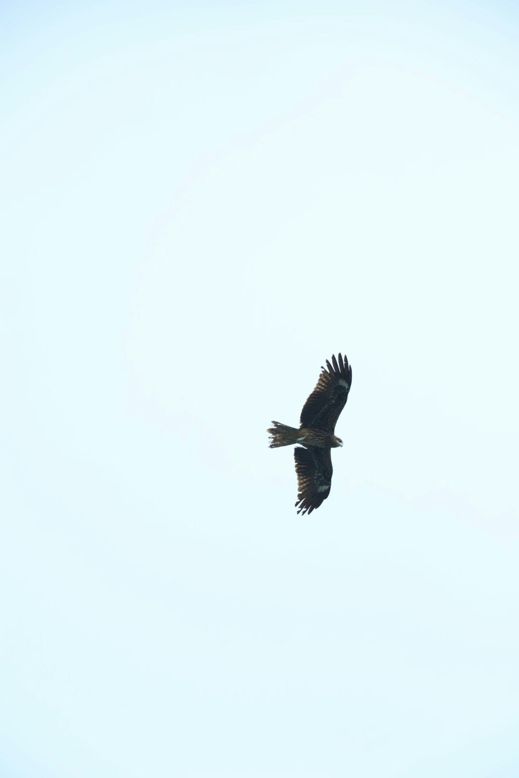 青空を飛ぶ鳥のシルエット