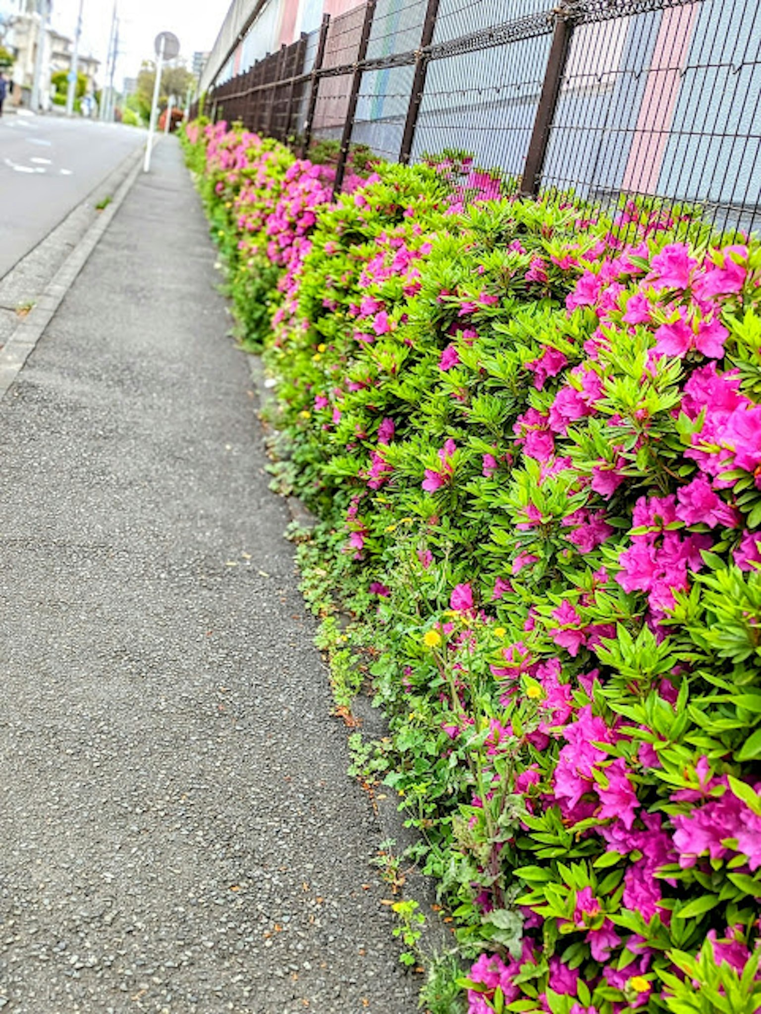 Marciapiede fiancheggiato da fiori rosa vivaci e fogliame verde