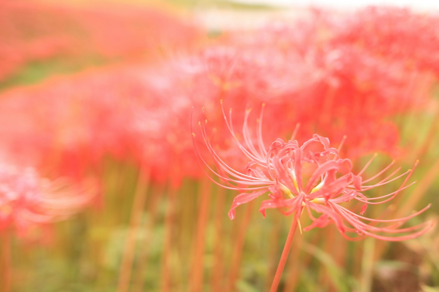 Lys araignée rouges vibrants fleurissant dans un champ