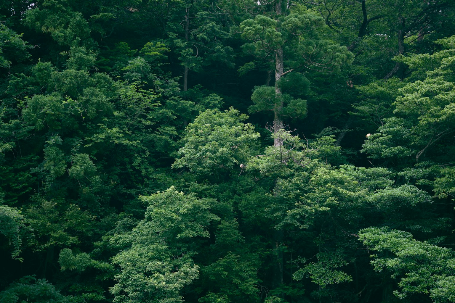 Aerial view of a lush green forest with dense foliage and various shades of green
