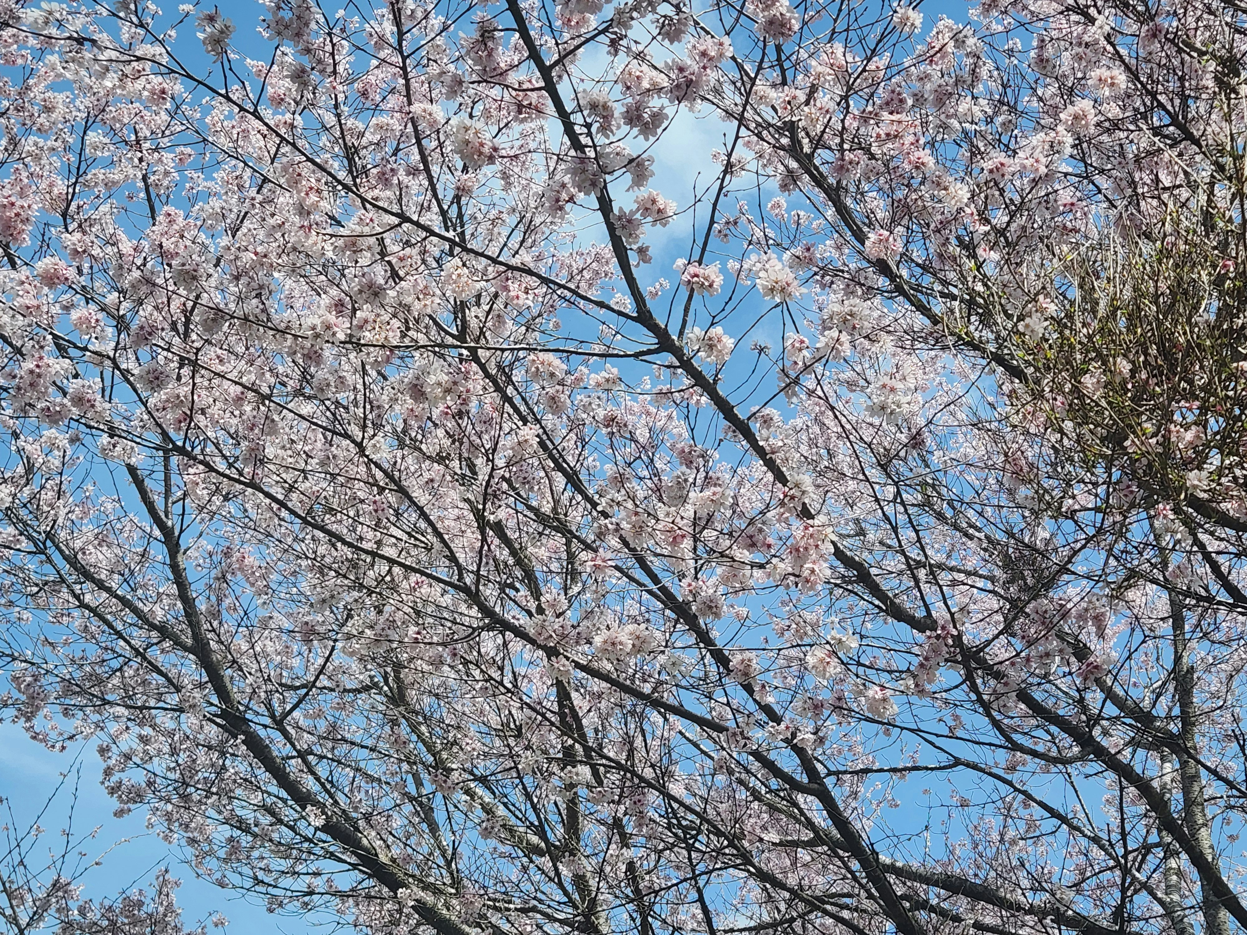青空に広がる桜の花の枝