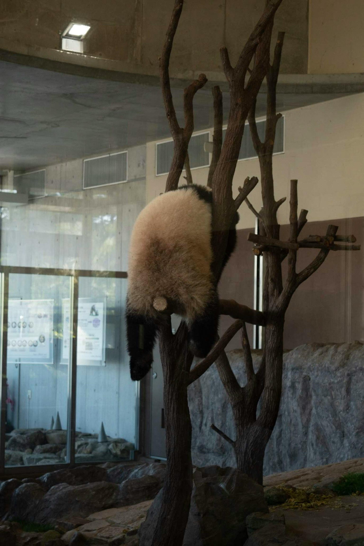 Panda yang beristirahat di atas cabang pohon