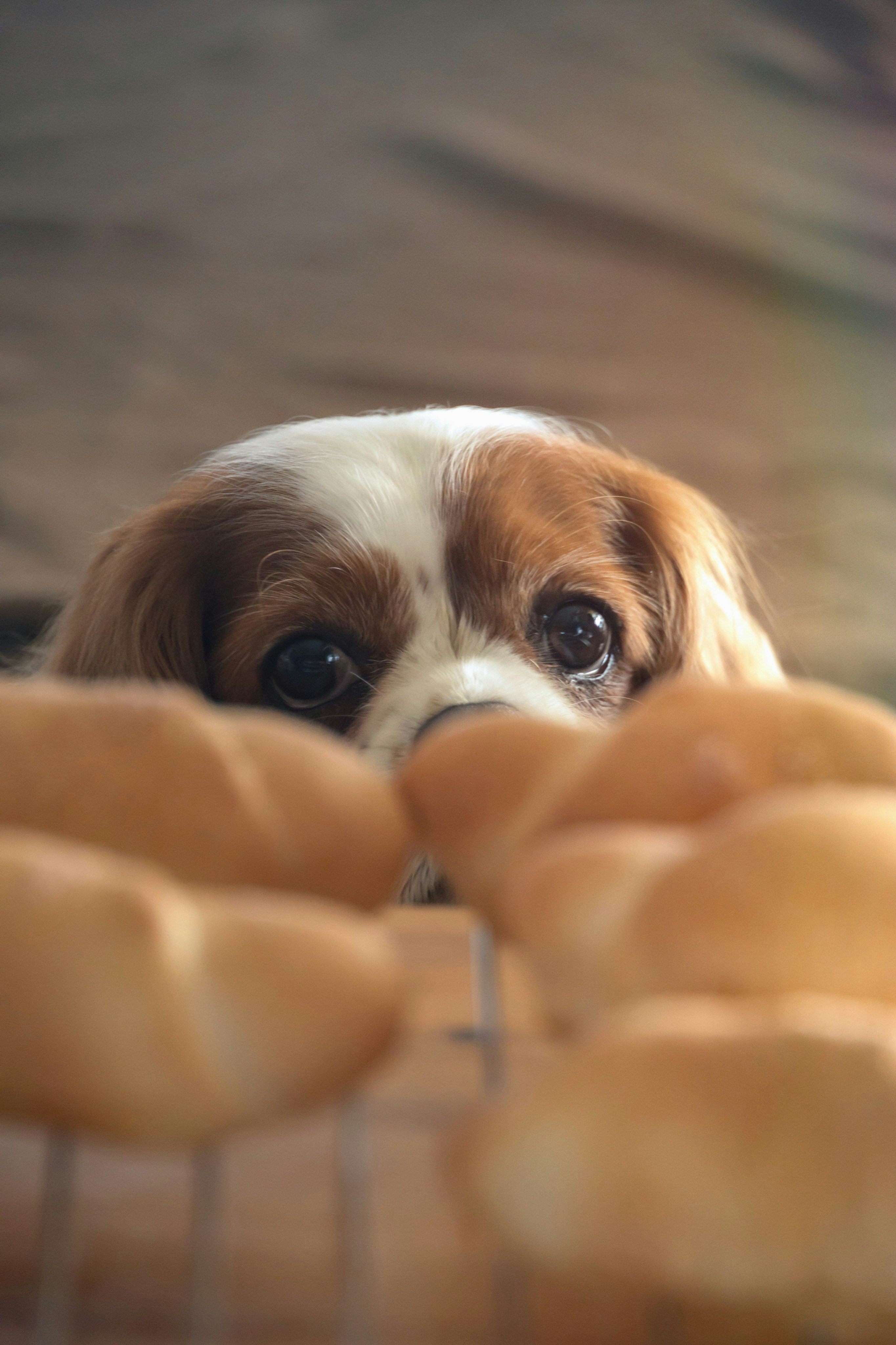 close-up anjing kecil putih-krem yang menatap dari sofa