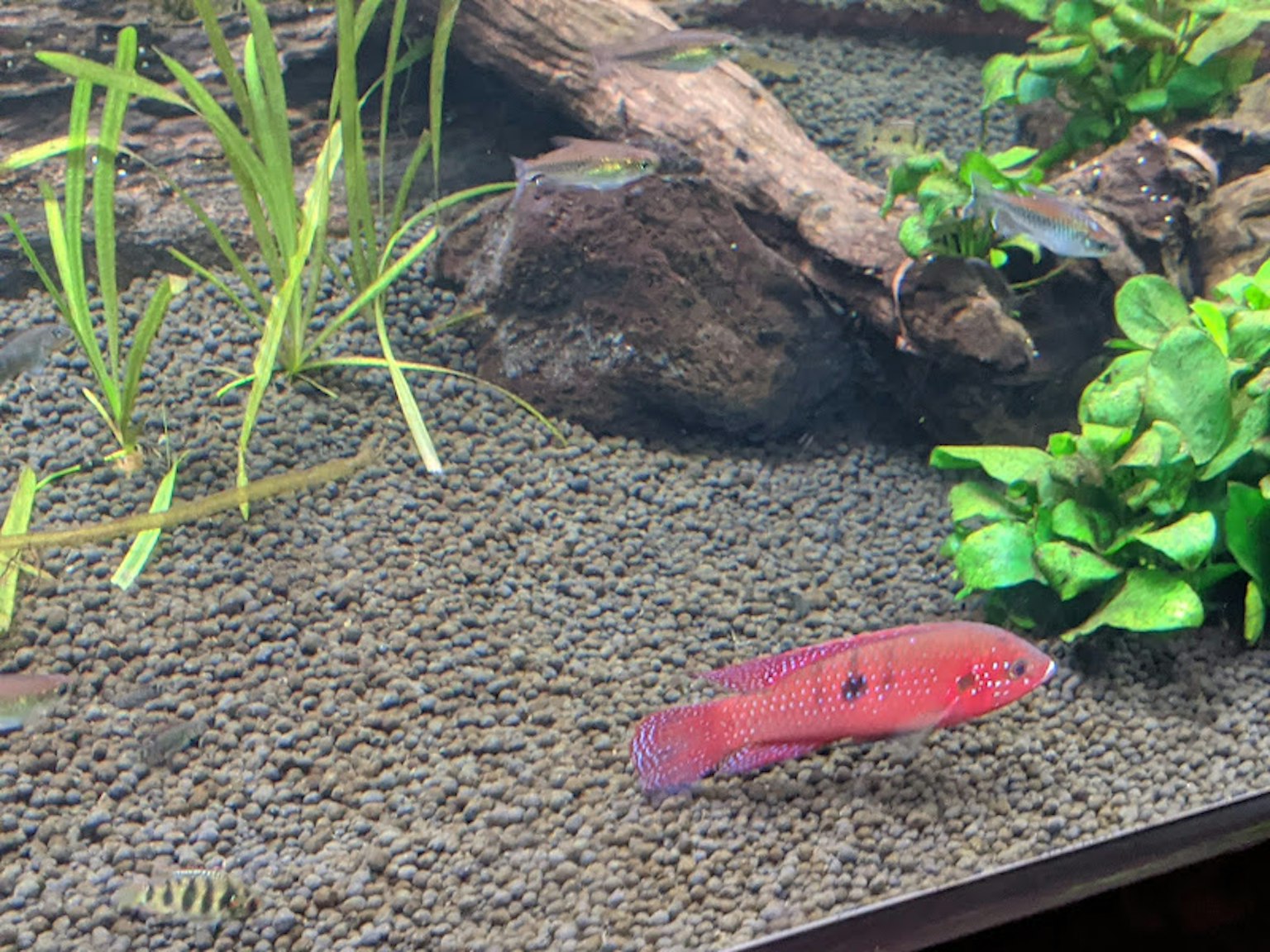 Ikan merah berenang di akuarium dengan tanaman hijau