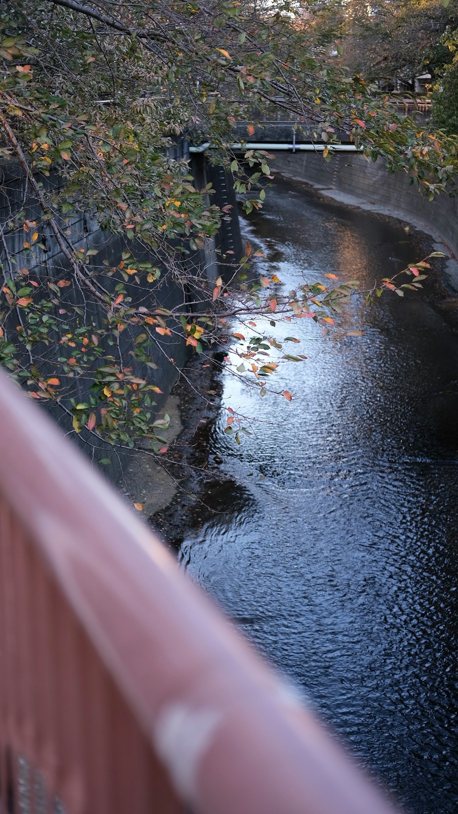 秋天樹葉和橋的河流風景