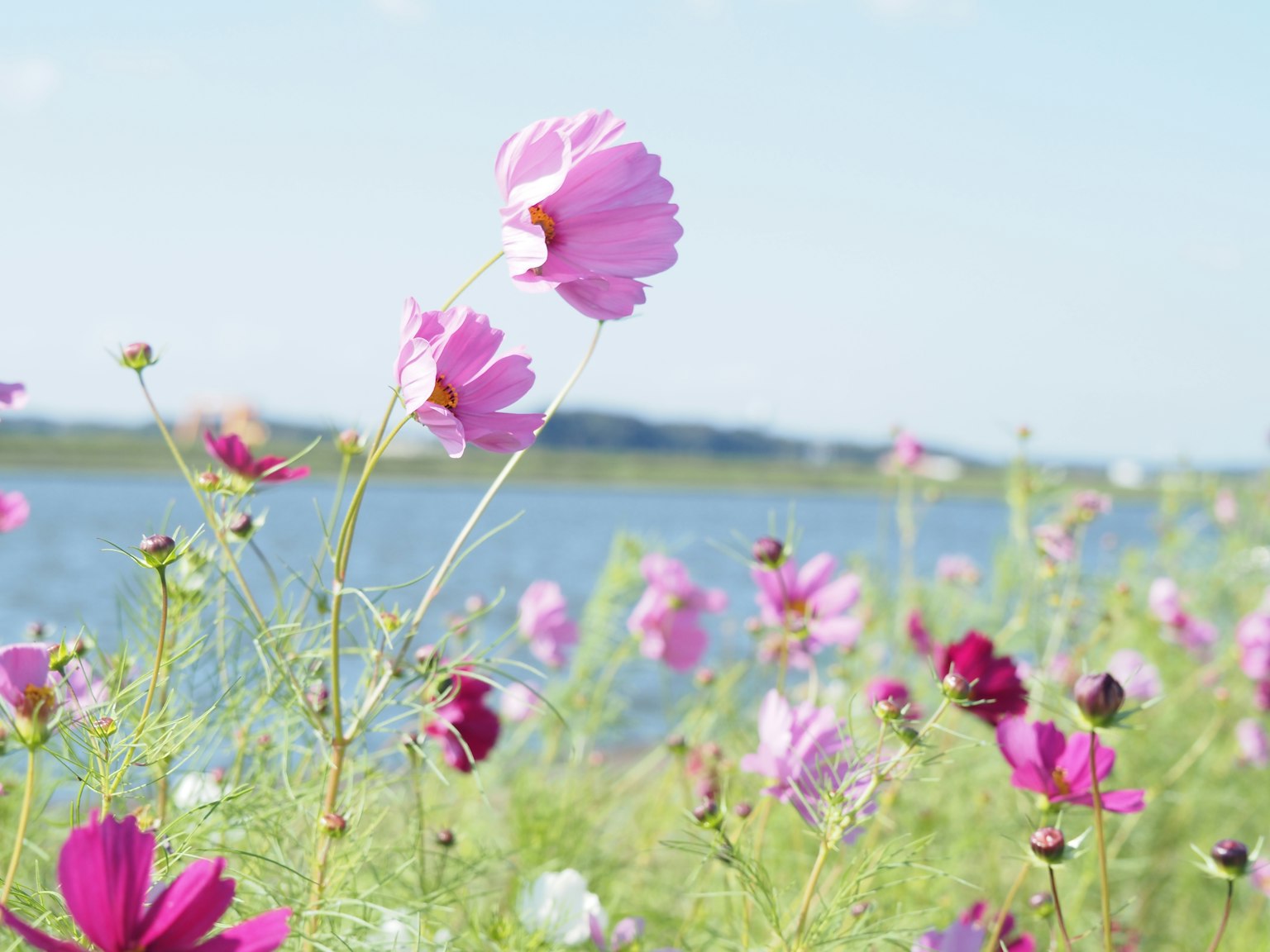 Fiori di cosmos rosa che fioriscono lungo il fiume