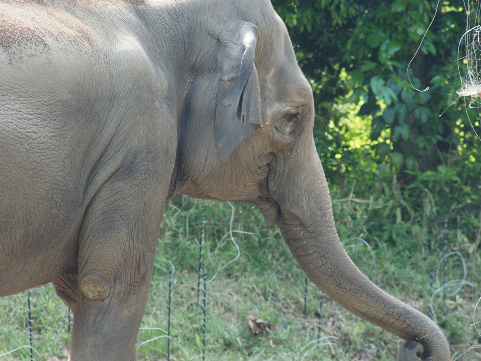 Vue de côté d'un éléphant avec un arrière-plan naturel