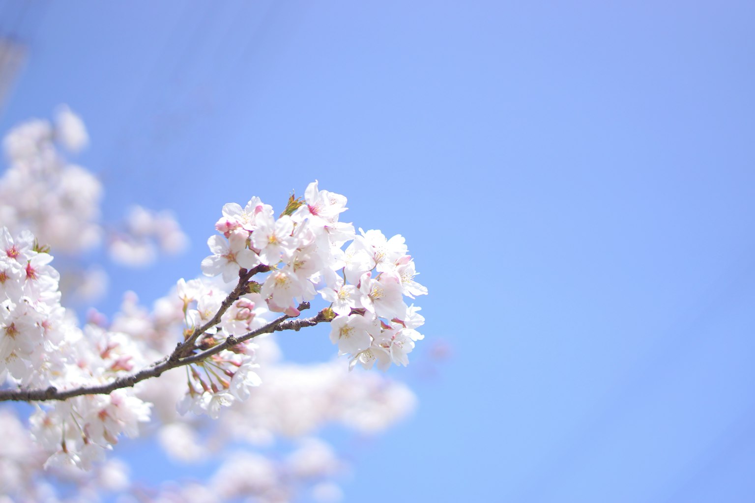 Primo piano di fiori di ciliegio contro un cielo blu