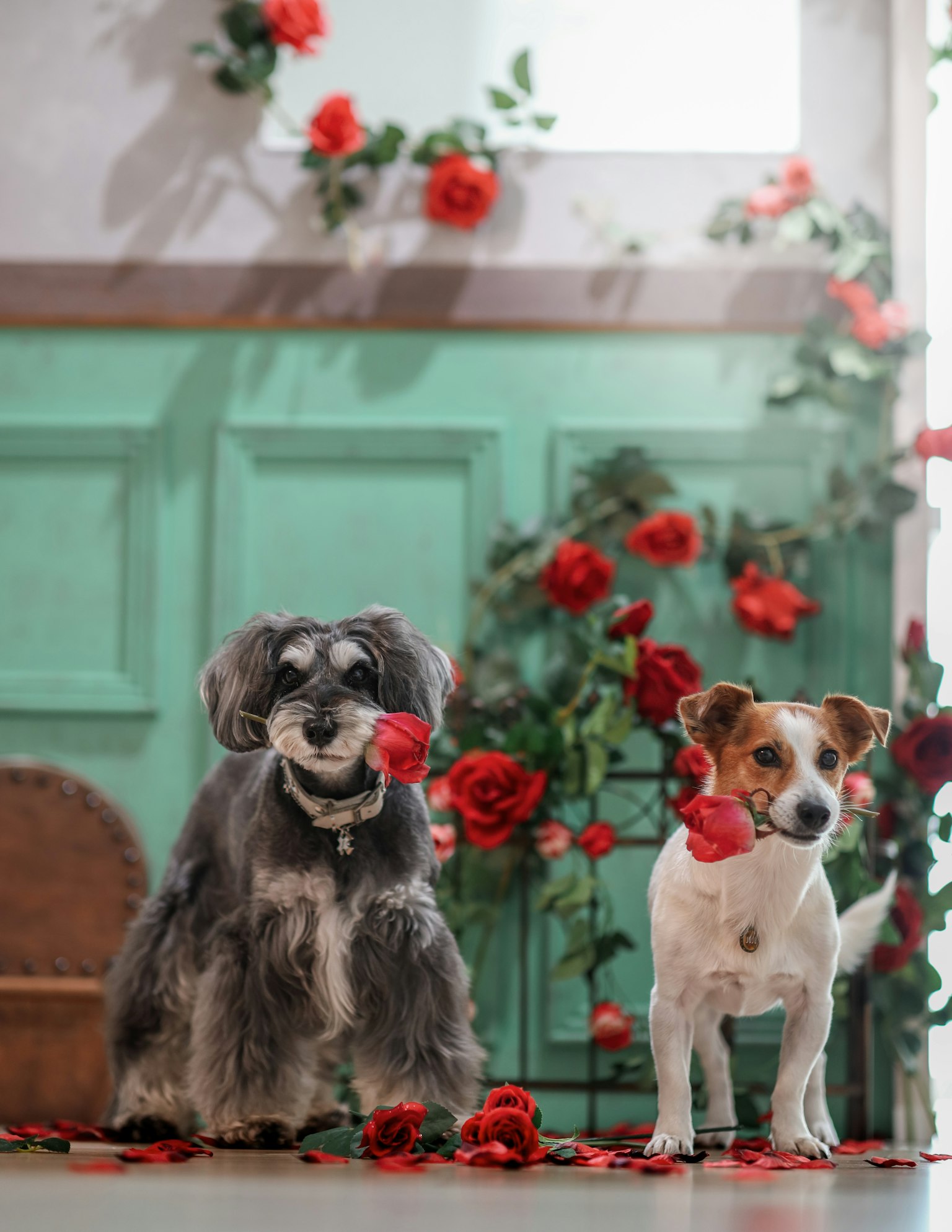 Zwei Hunde umgeben von roten Rosen vor einer grünen Wand