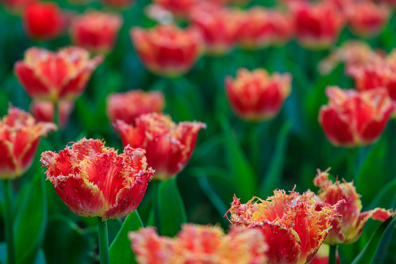 Une belle scène de tulipes rouges vibrantes en fleurs