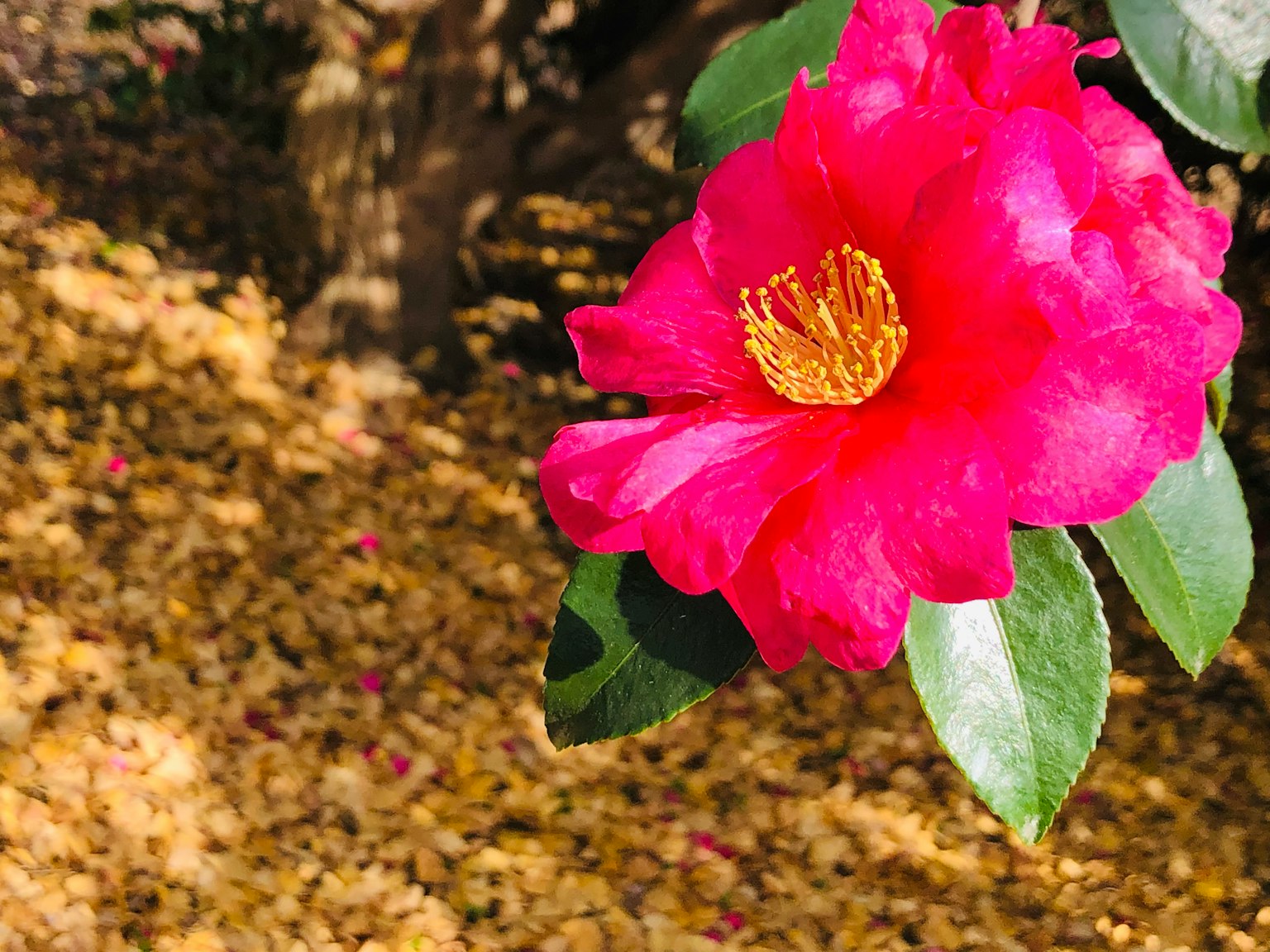 鲜艳的粉色山茶花和绿色叶子
