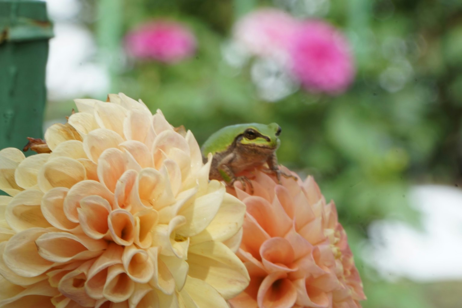 Une grenouille perchée sur une fleur avec un corps vert et des fleurs colorées en arrière-plan