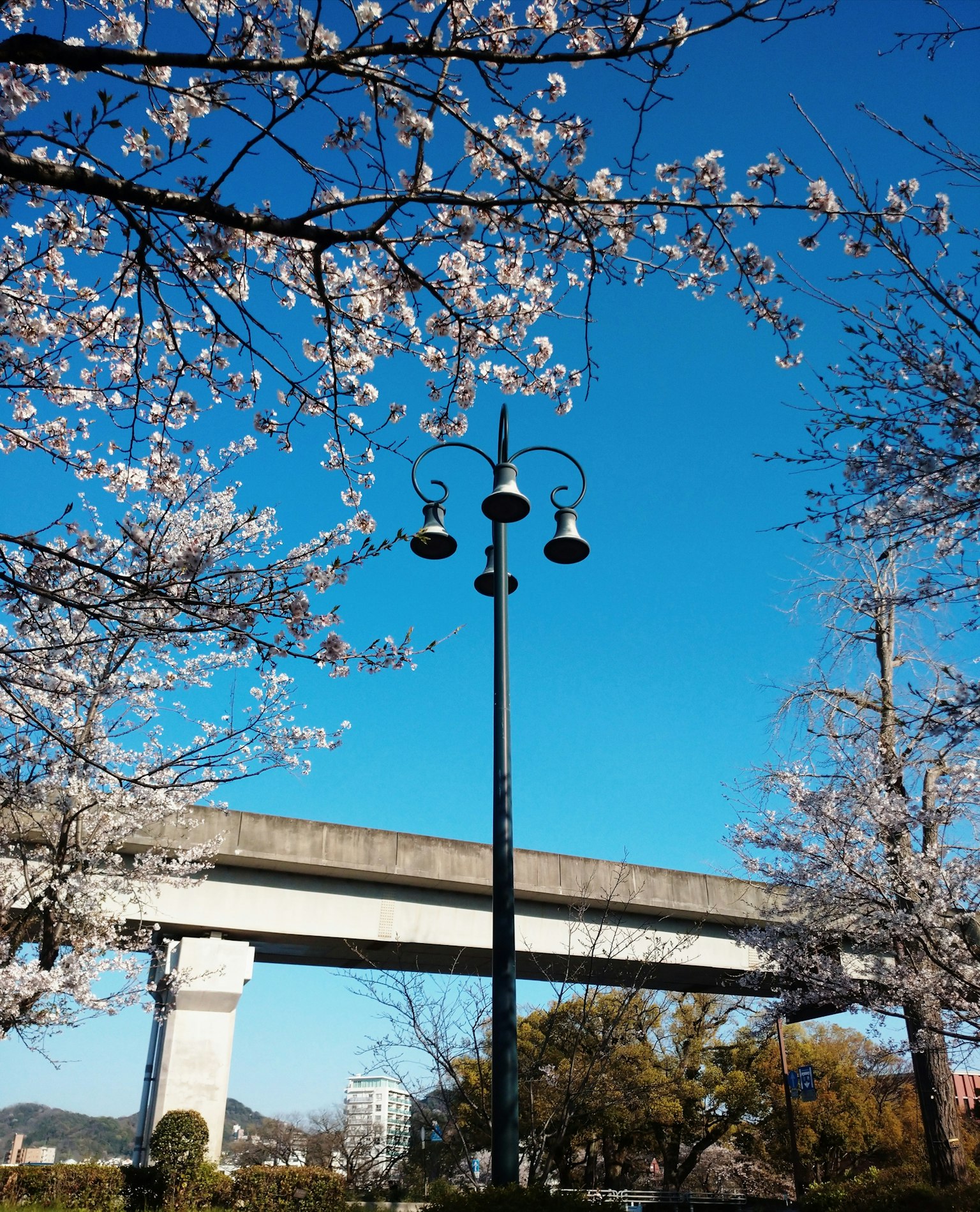 Pemandangan pohon sakura di bawah langit biru dengan lampu jalan