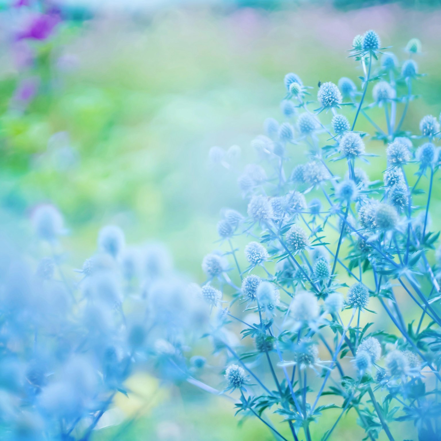 Hermoso paisaje con flores azules y un fondo difuminado suave