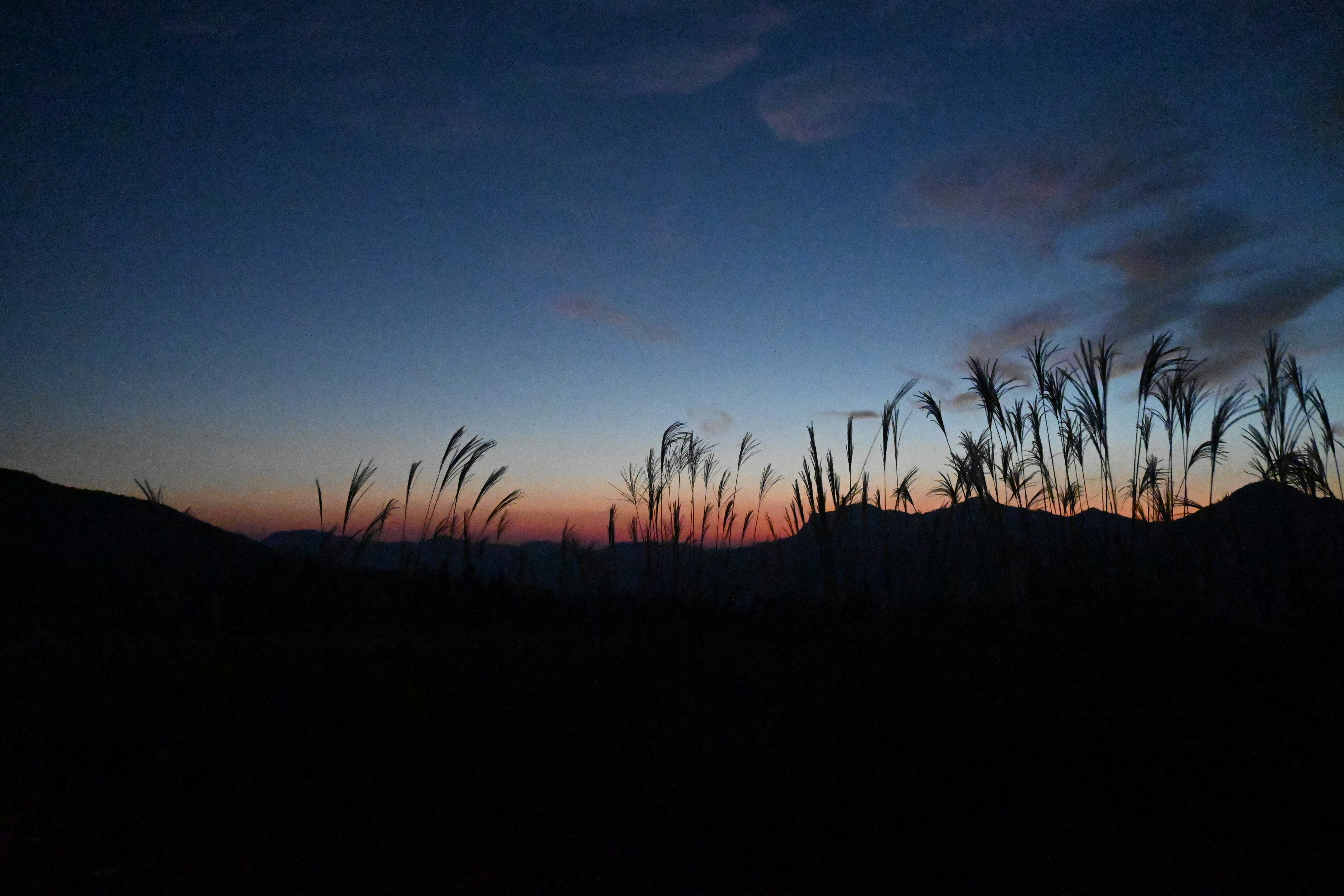 夕焼け空と草むらのシルエット