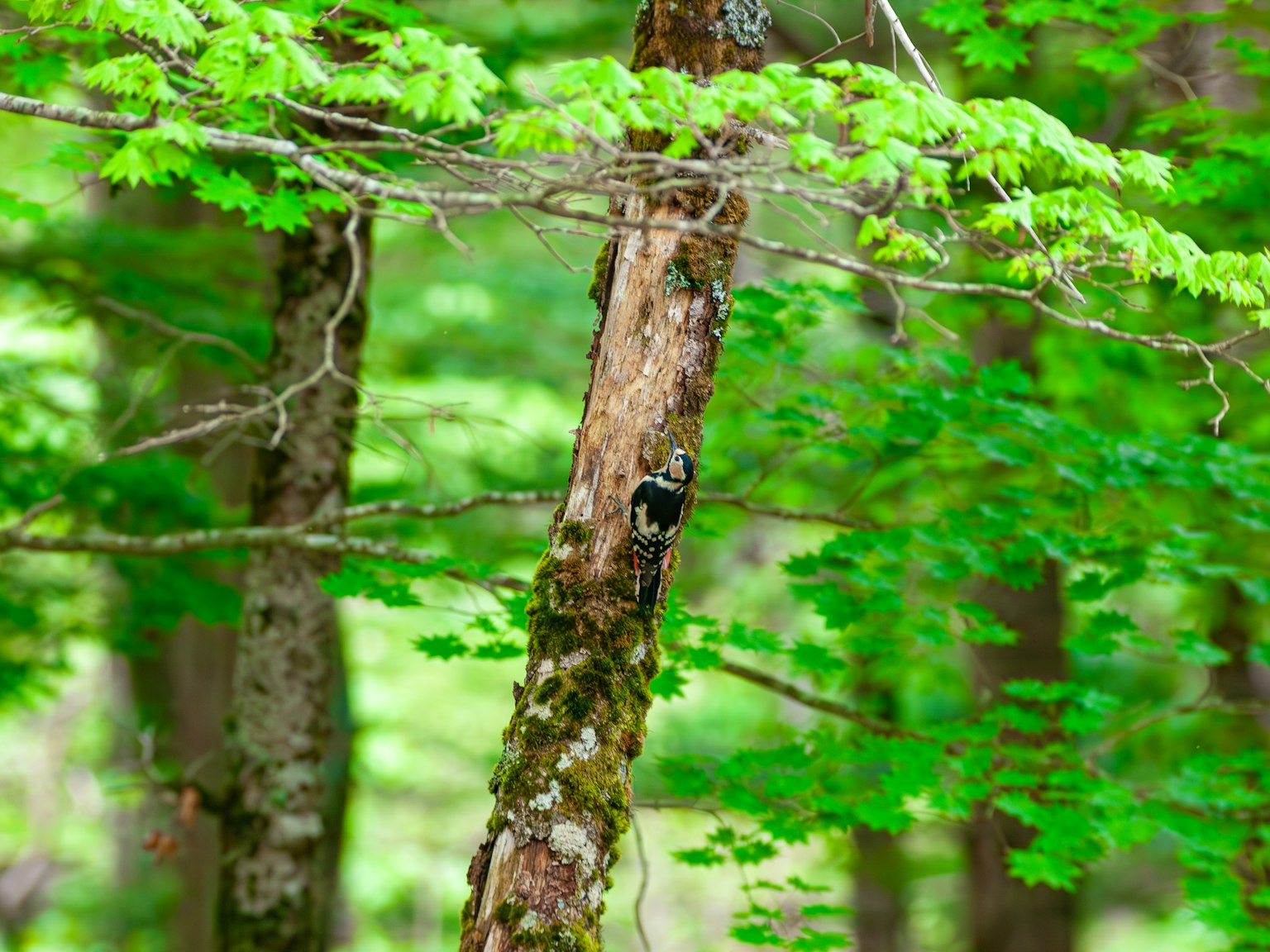 Naturszene mit Bäumen, die mit grünen Blättern und moosigem Stamm bedeckt sind