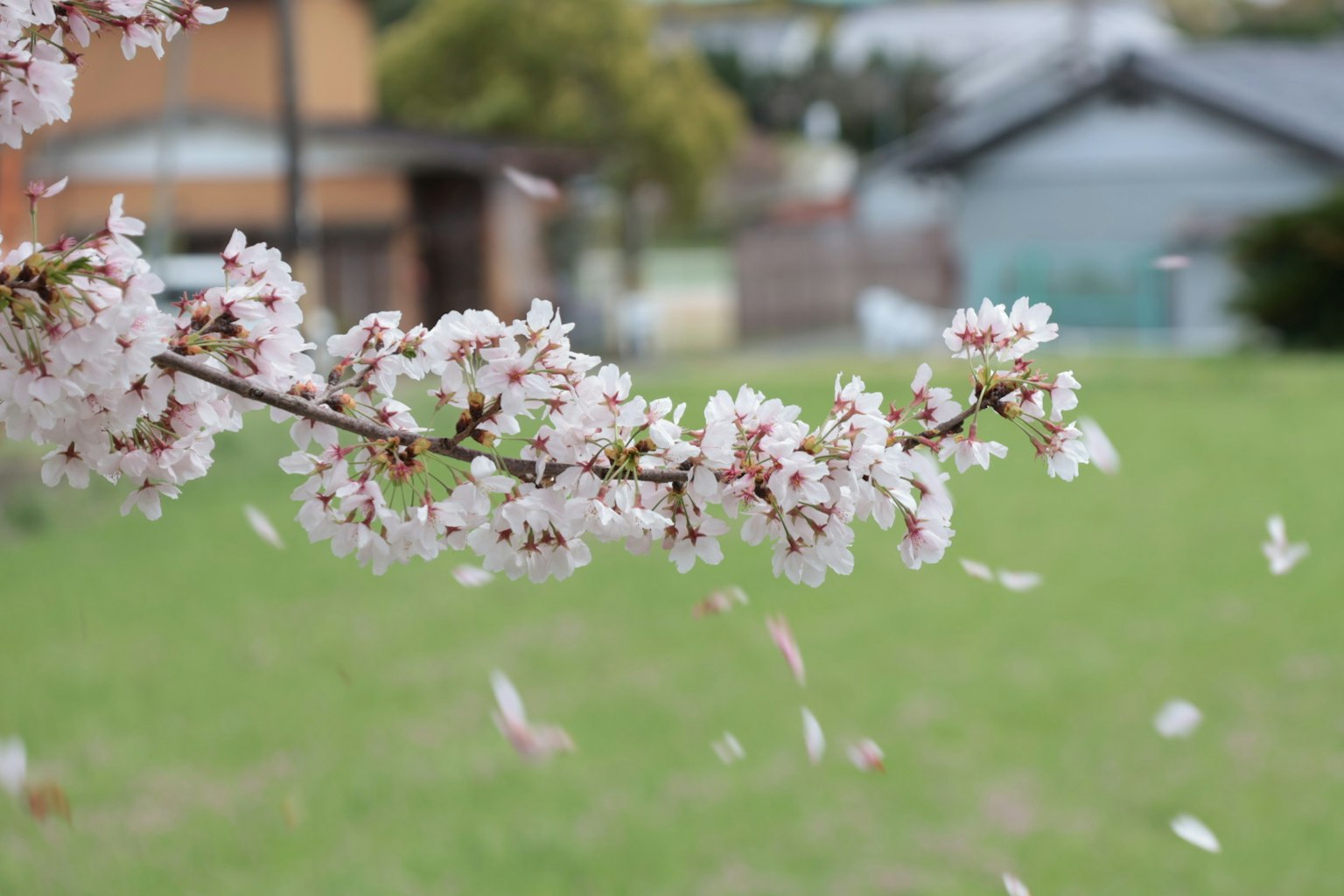 Branch of cherry blossoms with falling petals in a grassy area