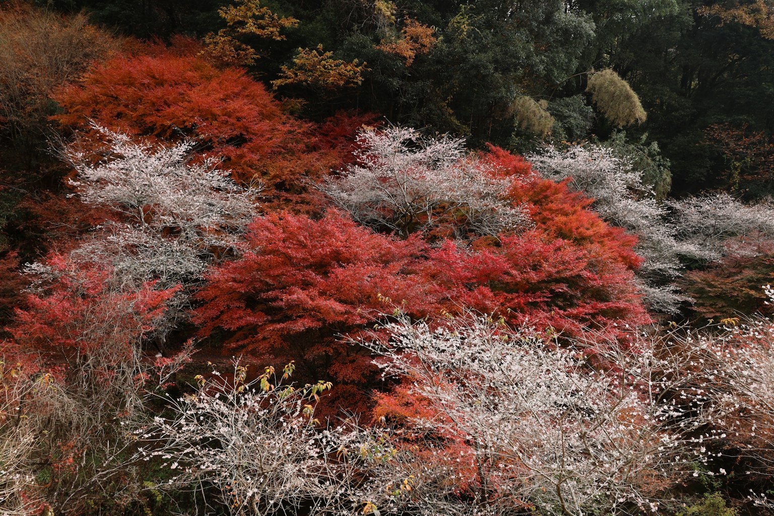 日本秋季红叶和樱花的美丽风景