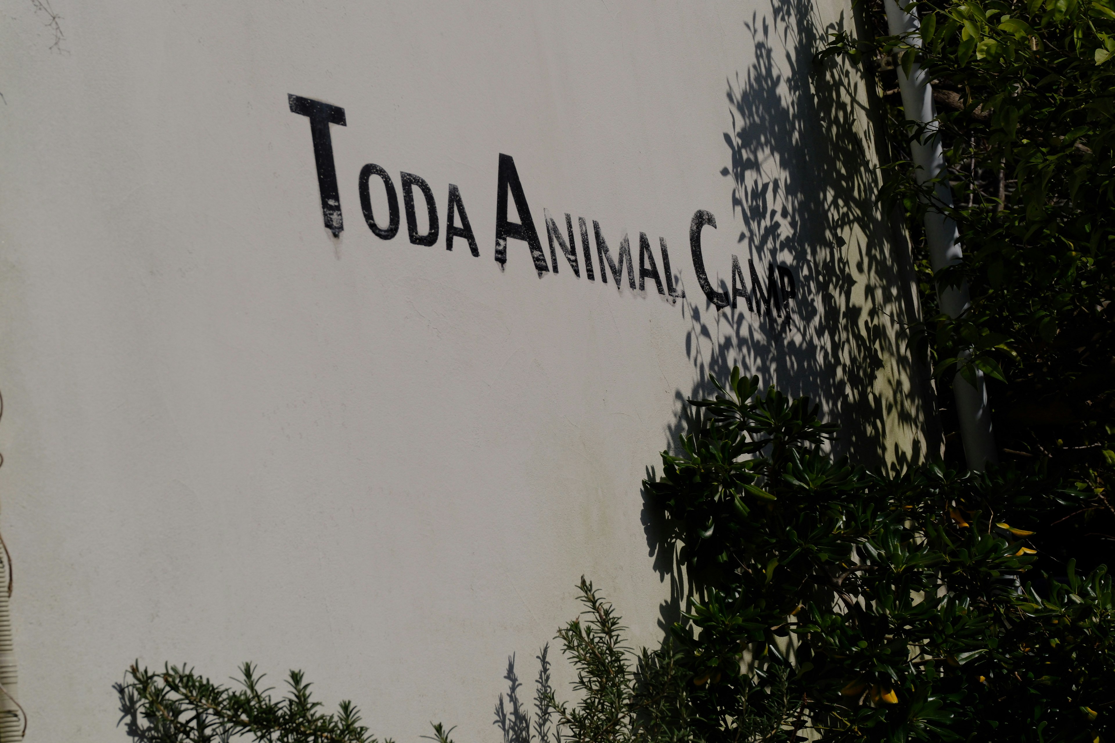 镰仓墙面“ T O D A  A N I M A L  C A R E ”招牌与绿植