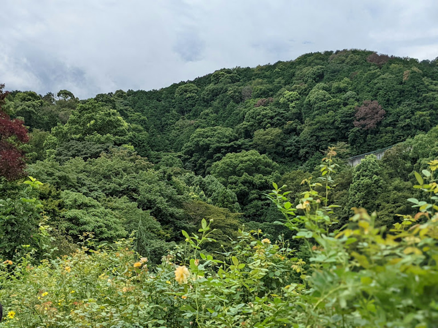 郁郁葱葱的山脉在多云的天空下