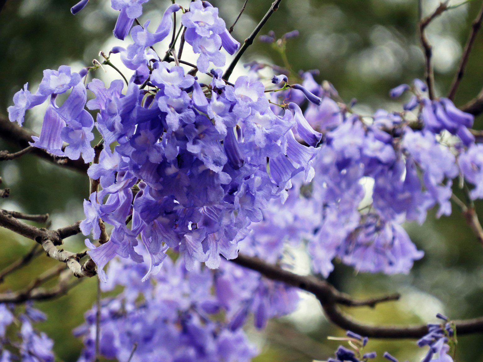 Primer plano de ramas con racimos de flores moradas
