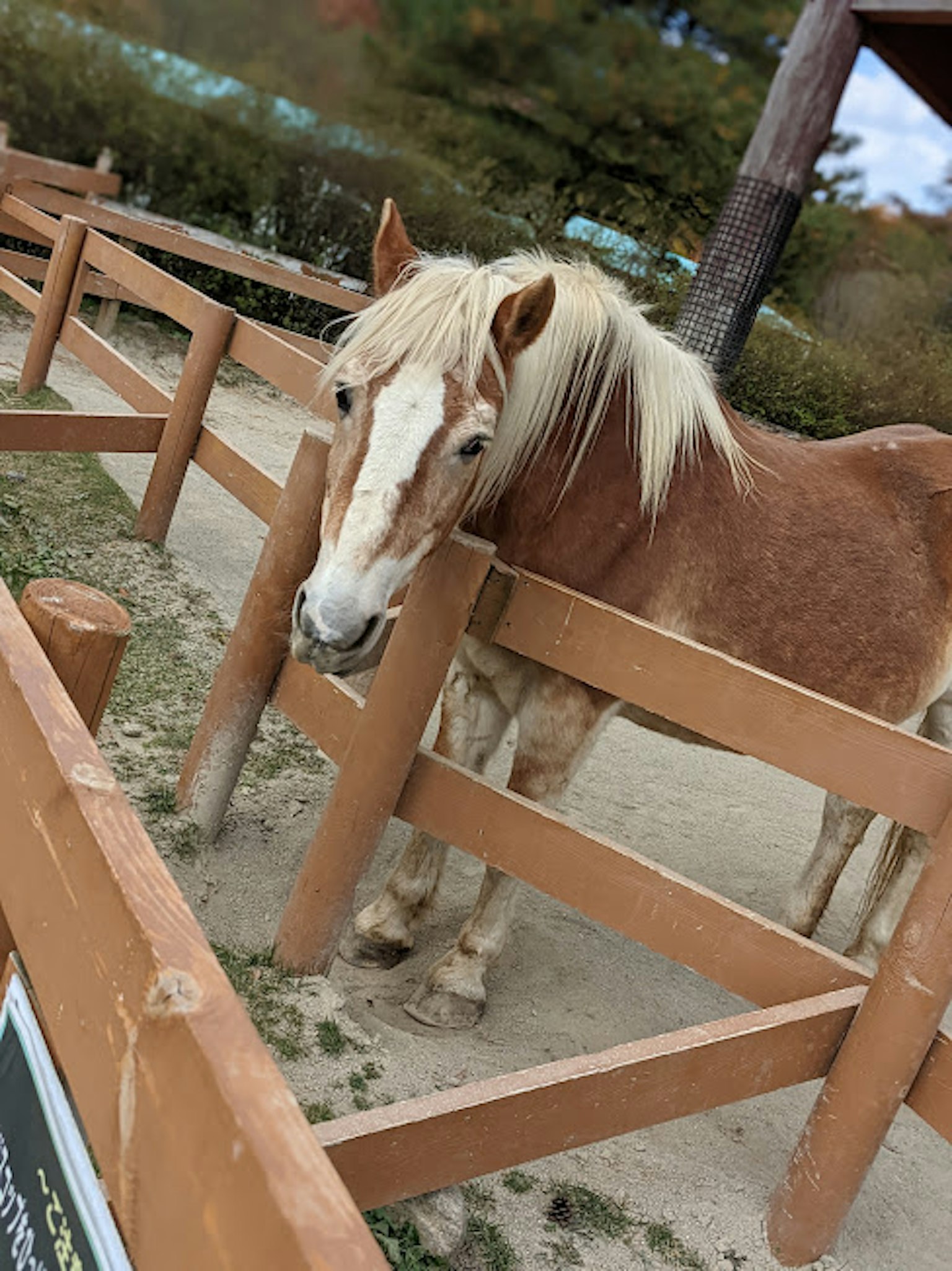 Un cheval brun se tenant entre des clôtures en bois