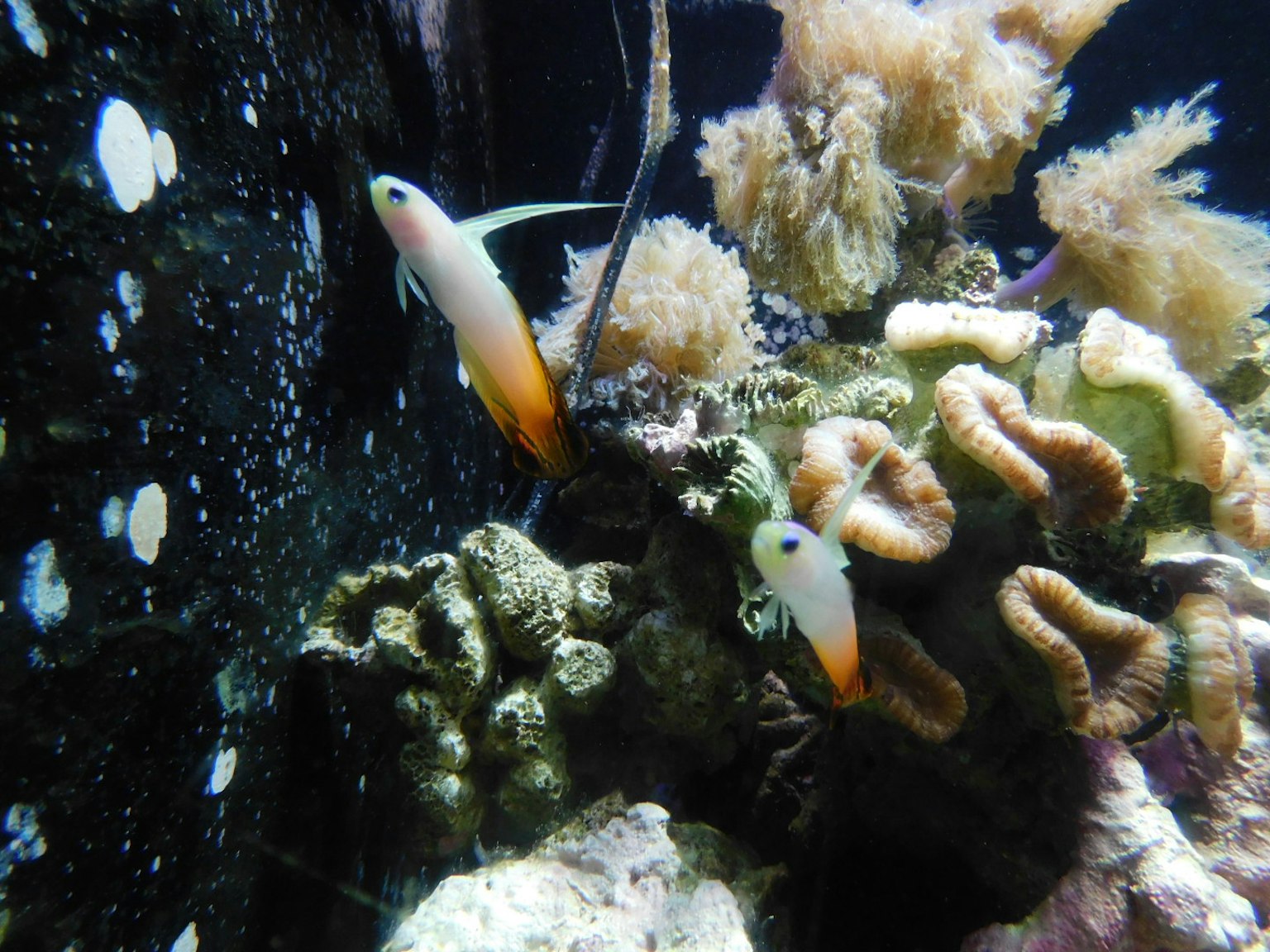 水中にいるオレンジと白の魚と色とりどりのサンゴのコラージュ