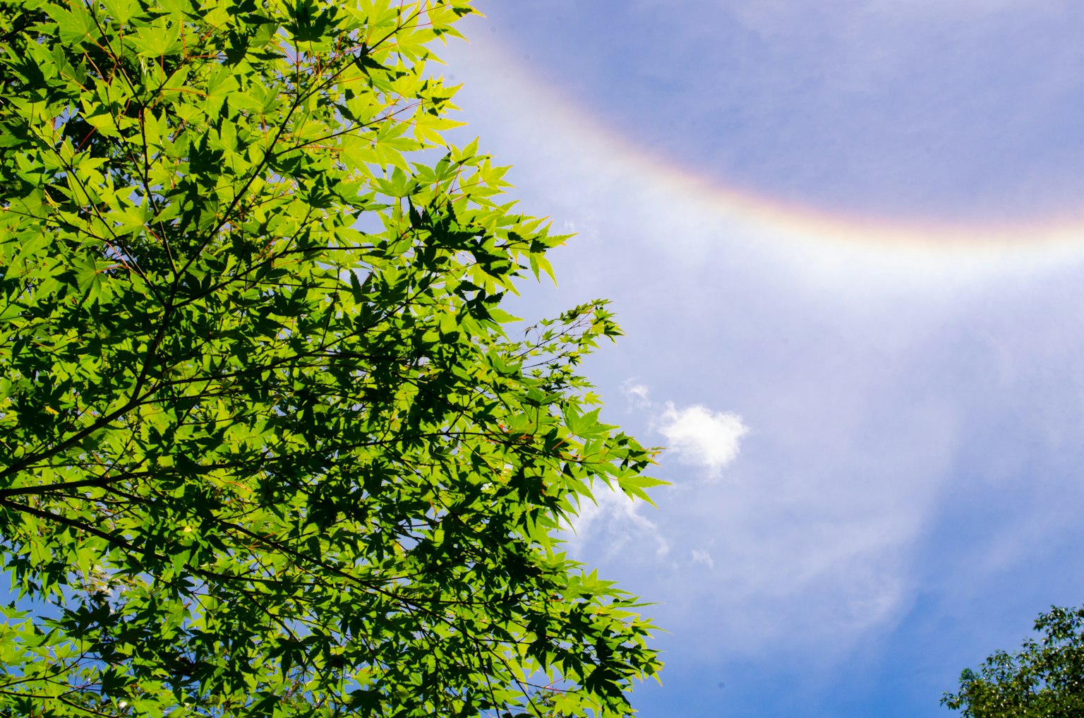 Arbre aux feuilles vertes contre un ciel bleu et un arc-en-ciel