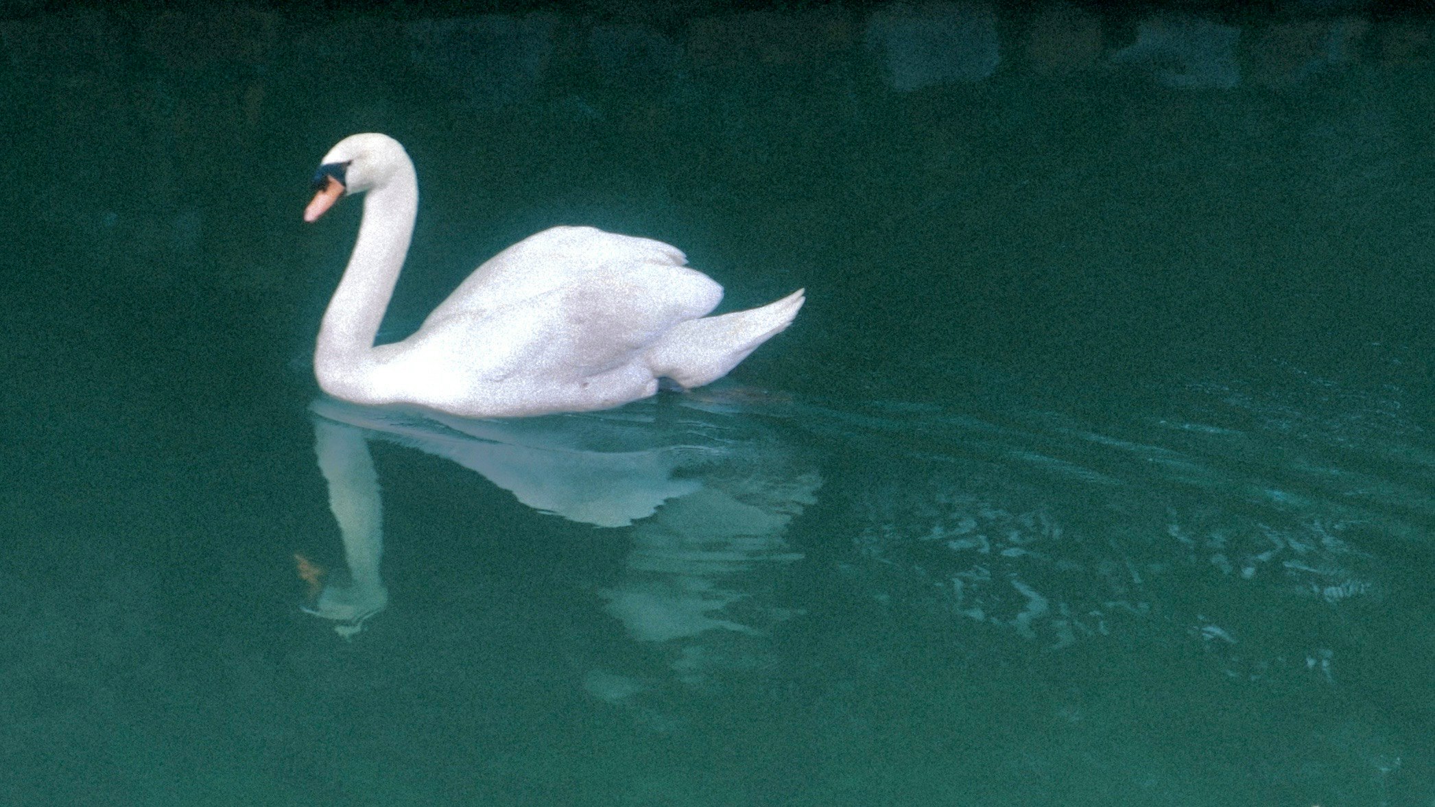緑がかった水面を泳ぐ白鳥