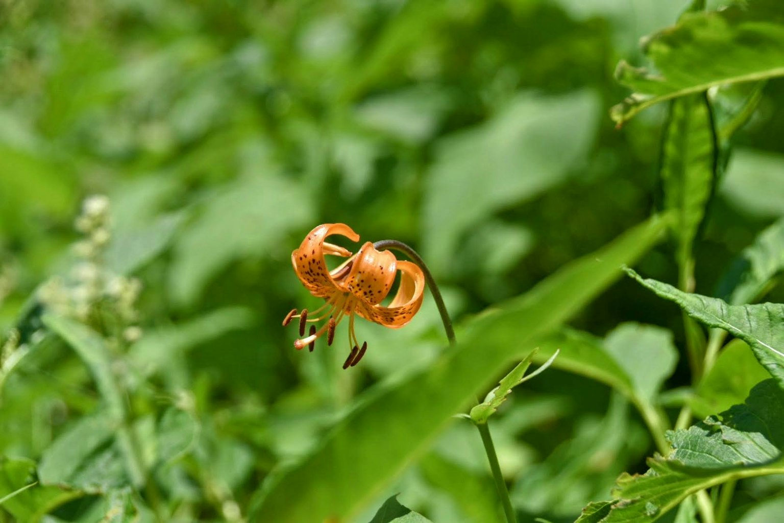 Un fiore arancione distintivo tra foglie verdi