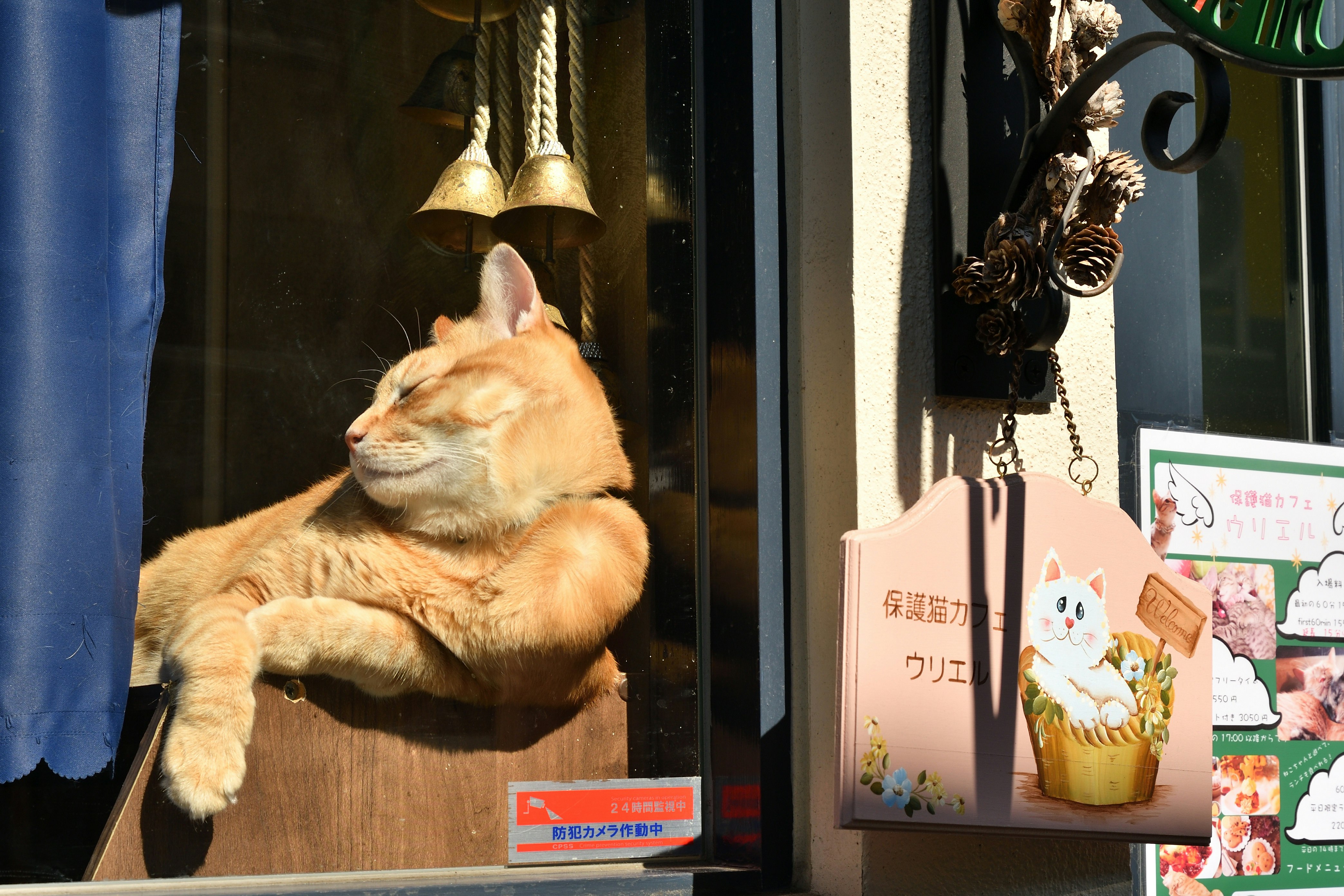 peluche di gatto e piccoli accessori in una vetrina