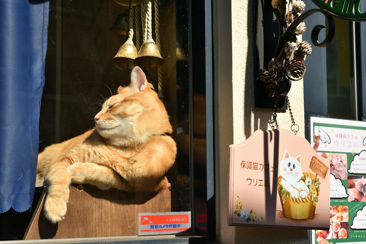 窗边悠闲的橙色猫咪和铃铛