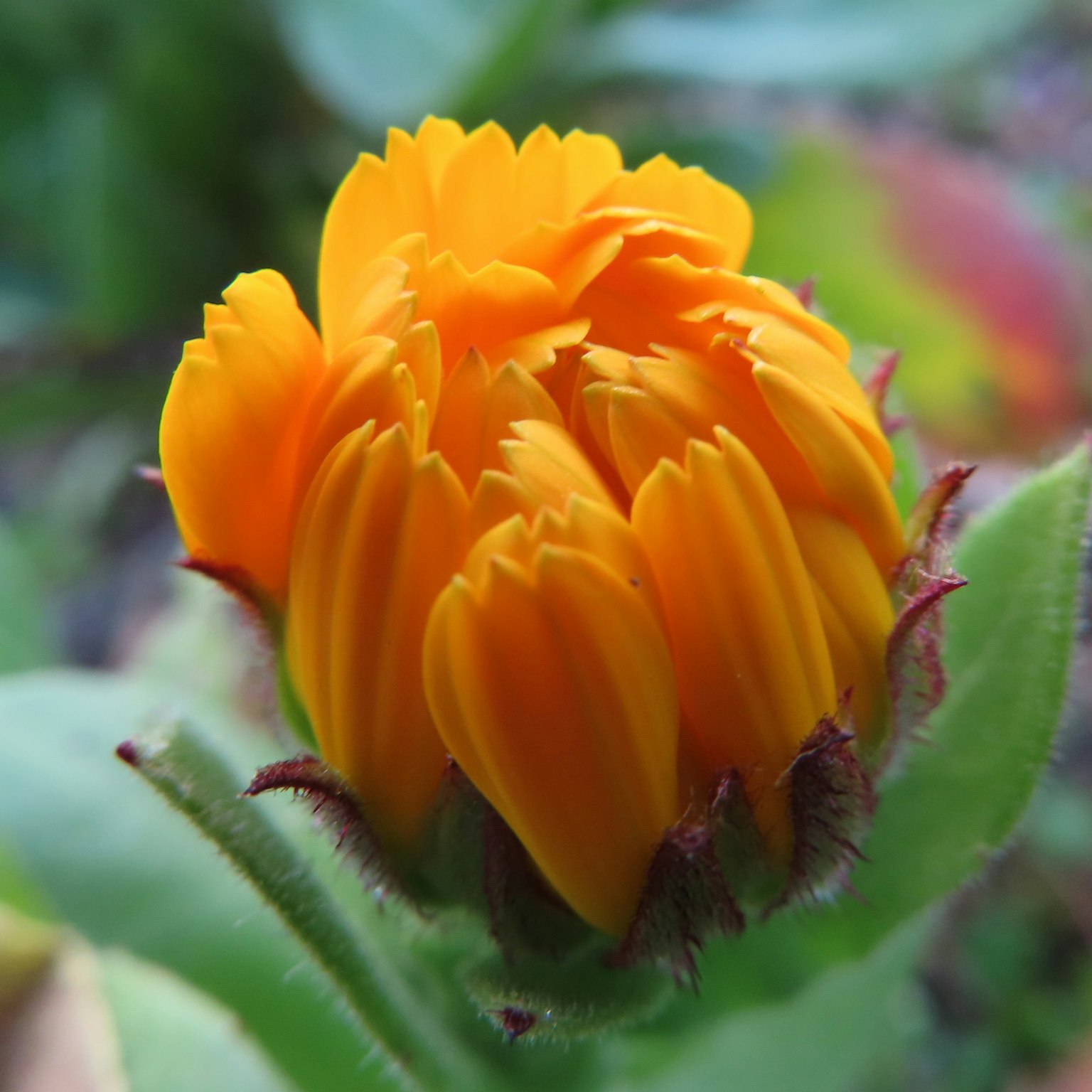 Vibrant orange flower bud surrounded by green leaves