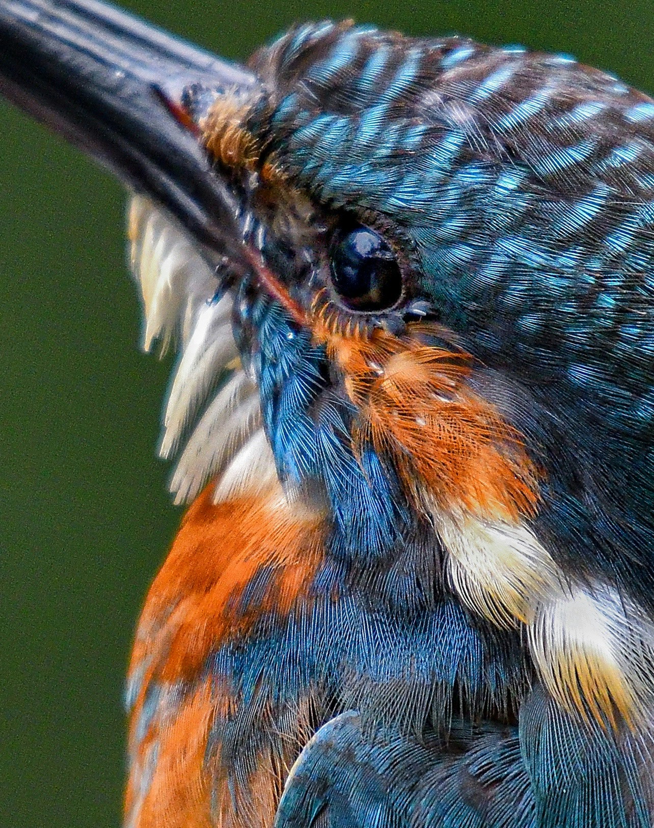 ภาพระยะใกล้ของนกกางเขนที่มีสีขนสดใส